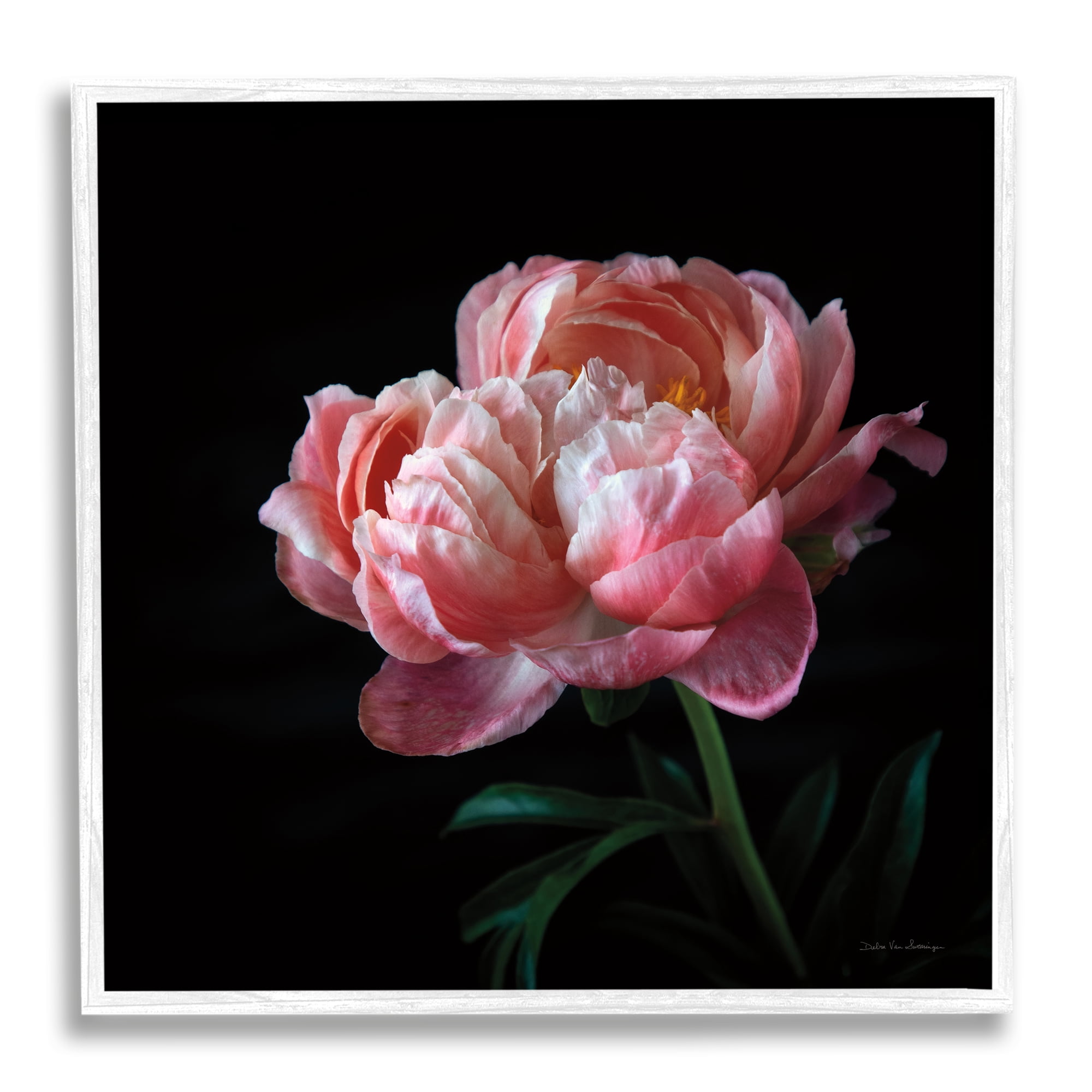 Stupell Industries Dark Rose Photography Botanical & Floral Photography White Framed Art Print Wall Art, 24 x 24