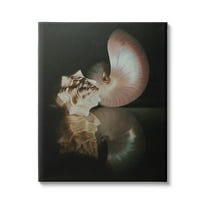 Stupell Industries Dark Sea Shells Still Life Photograph Gallery Wrapped Canvas Print Wall Art, Design by Cecile Baird