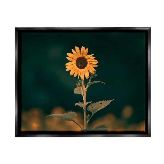 Stupell Industries Dark Sunflower Nature Botanical & Floral Photography Black Floater Framed Canvas Art Print Wall Art, 31 x 25