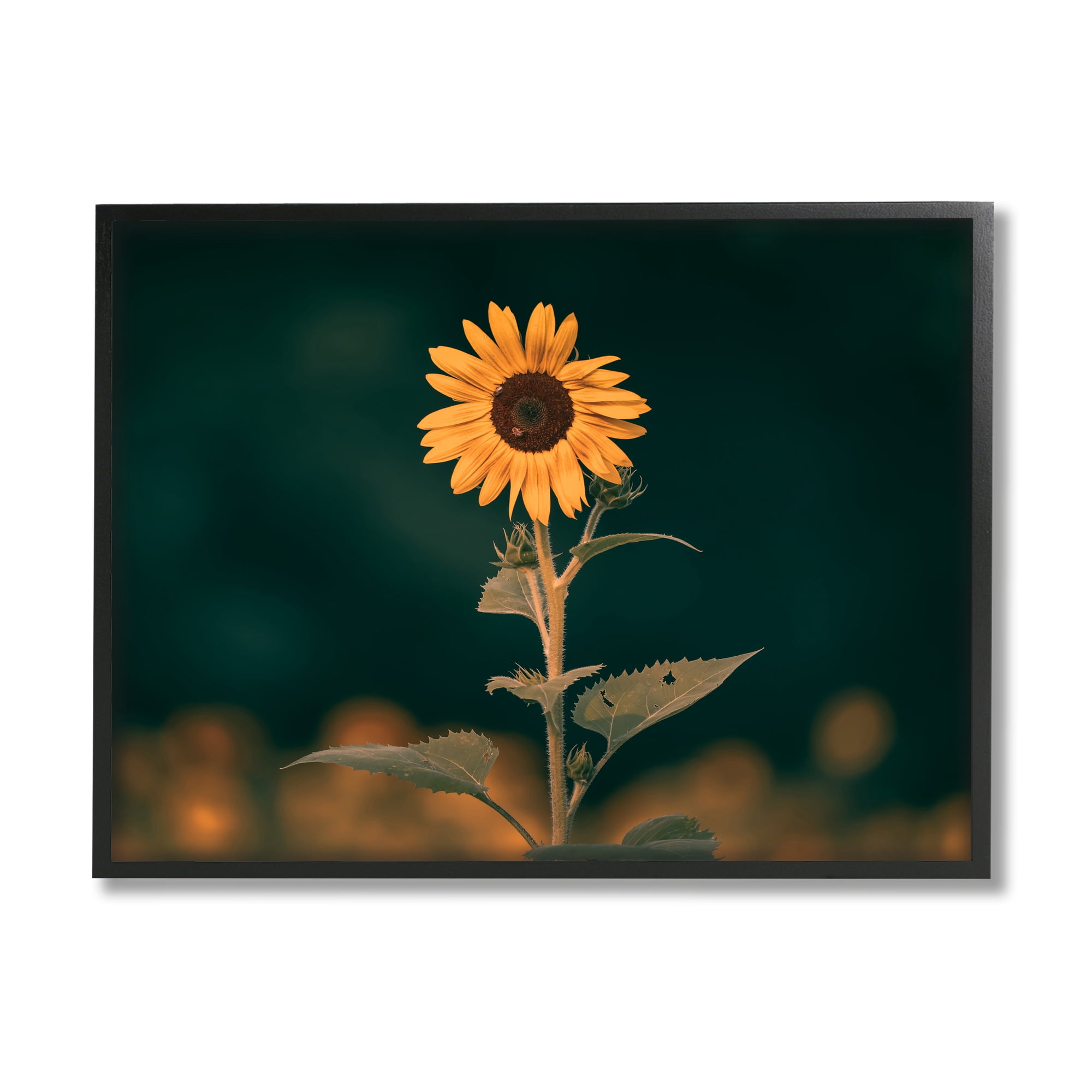 Stupell Industries Dark Sunflower Nature Botanical & Floral Photography Black Framed Art Print Wall Art, 14 x 11