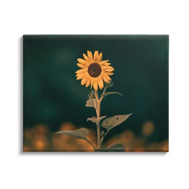 Stupell Industries Sunflower Field Rows at Sunset Farm Photography ...