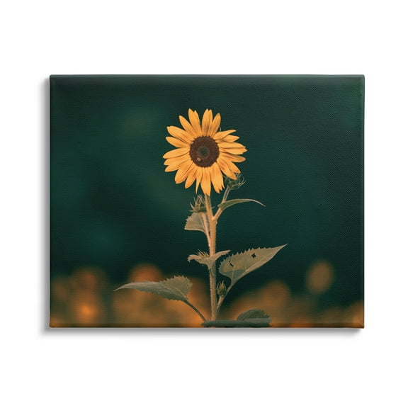 Stupell Industries Dark Sunflower Nature Botanical & Floral Photography Gallery Wrapped Canvas Art Print Wall Art, 20 x 16