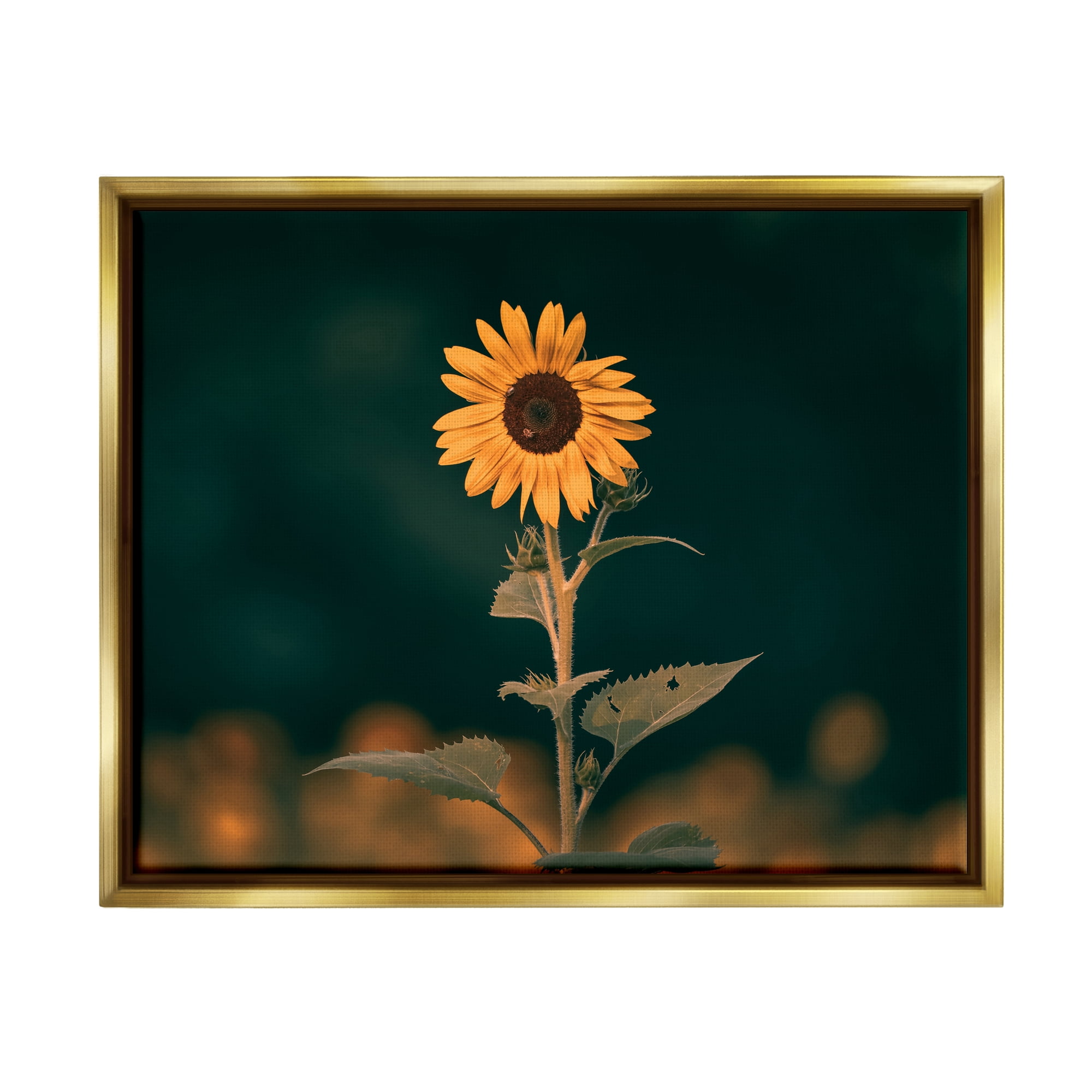Stupell Industries Dark Sunflower Nature Botanical & Floral Photography Gold Floater Framed Canvas Art Print Wall Art, 21 x 17