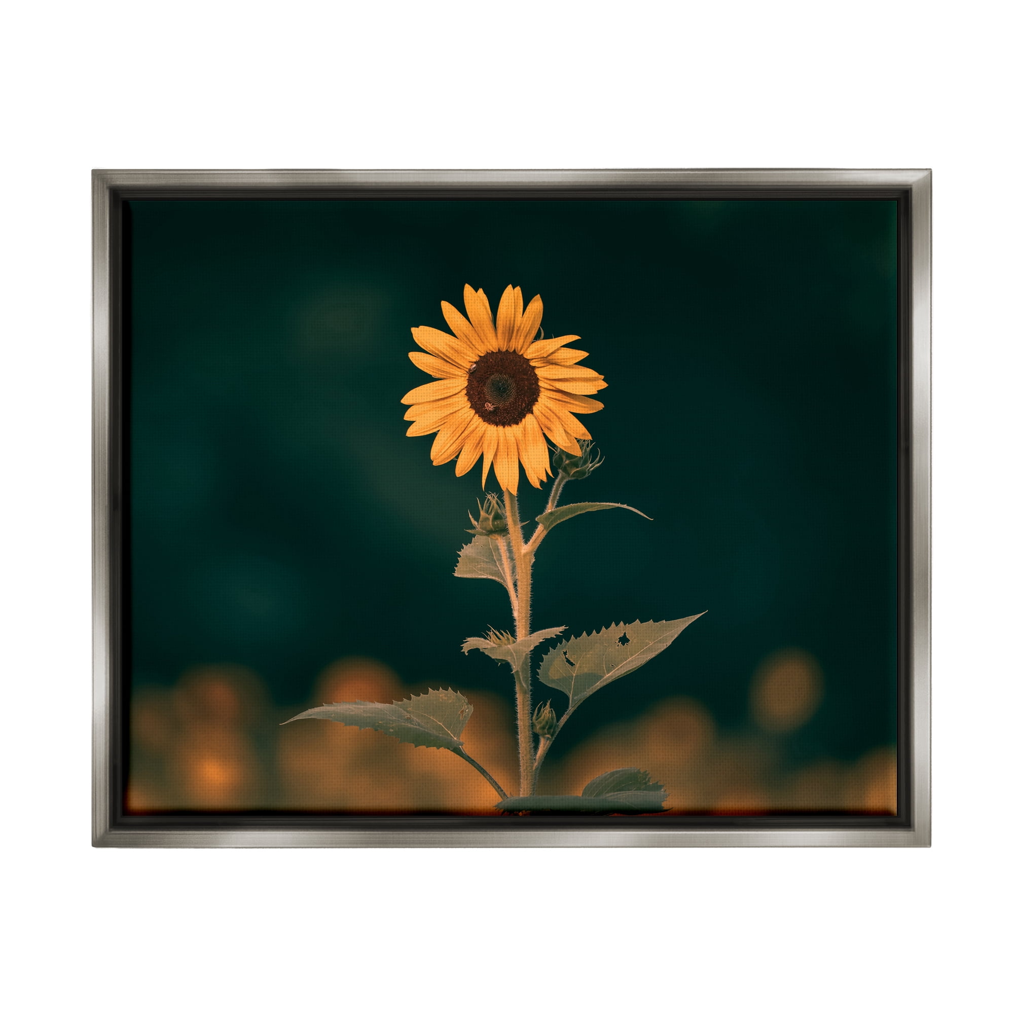 Stupell Industries Dark Sunflower Nature Botanical & Floral Photography Gray Floater Framed Canvas Art Print Wall Art, 31 x 25