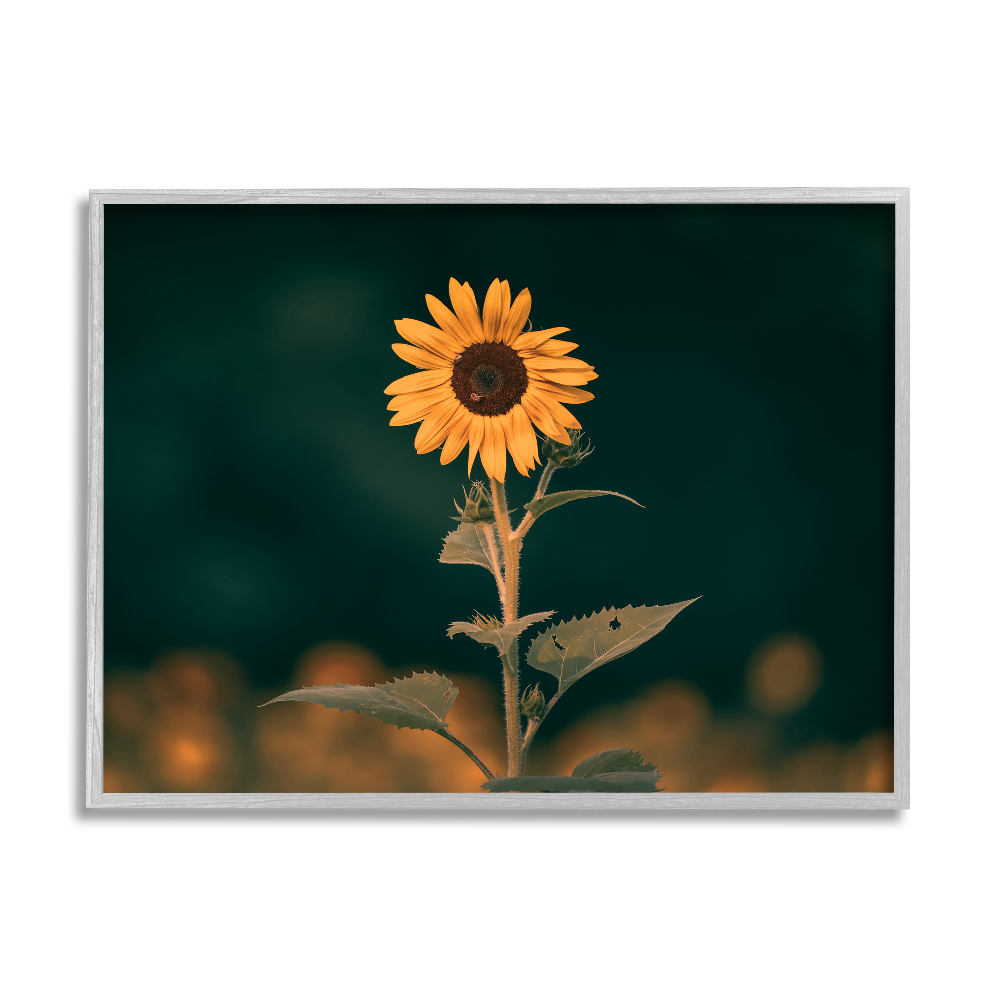Stupell Industries Dark Sunflower Nature Botanical & Floral Photography Gray Framed Art Print Wall Art, 30 x 24