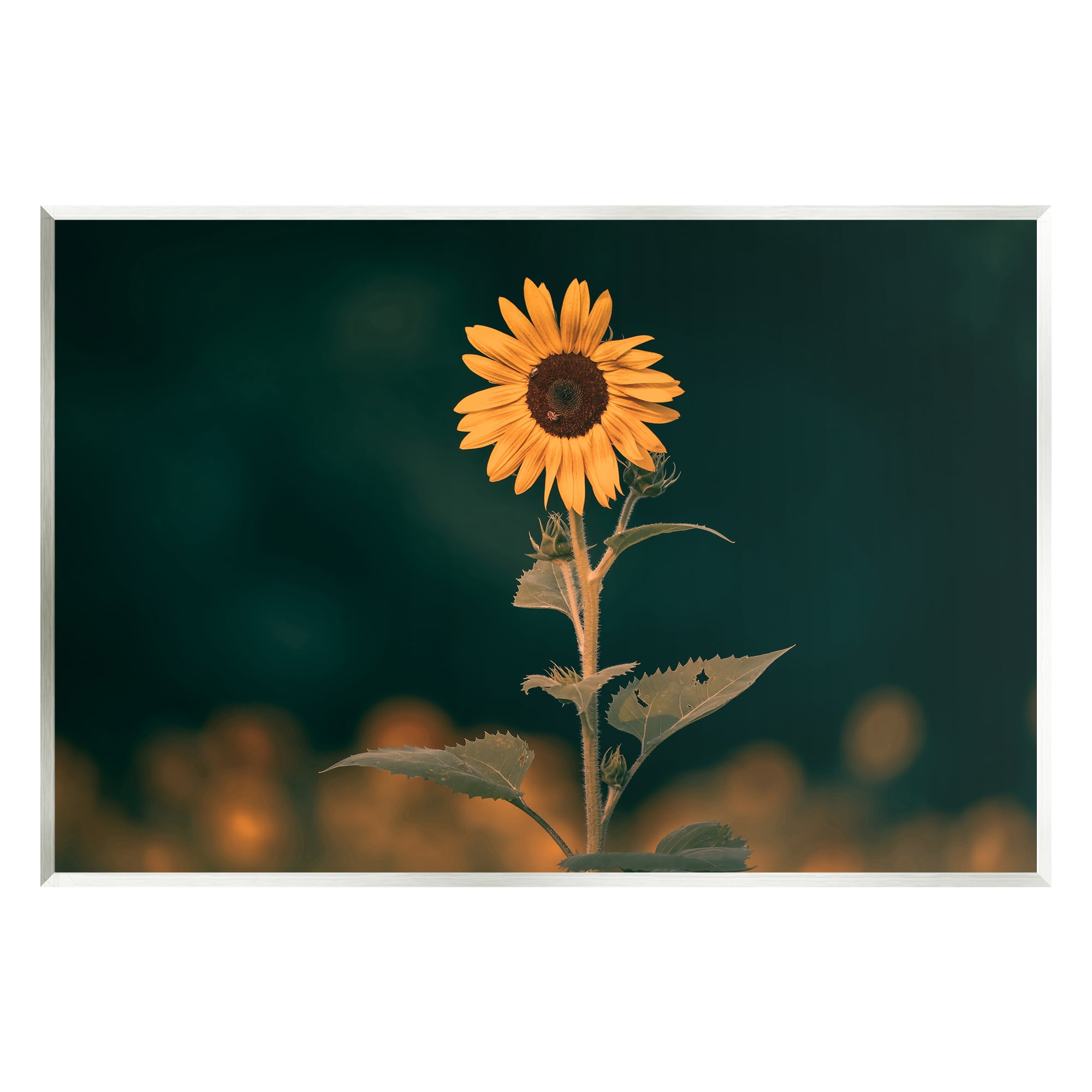 Stupell Industries Dark Sunflower Nature Botanical & Floral Photography Unframed Art Print Wall Art, 15 x 10