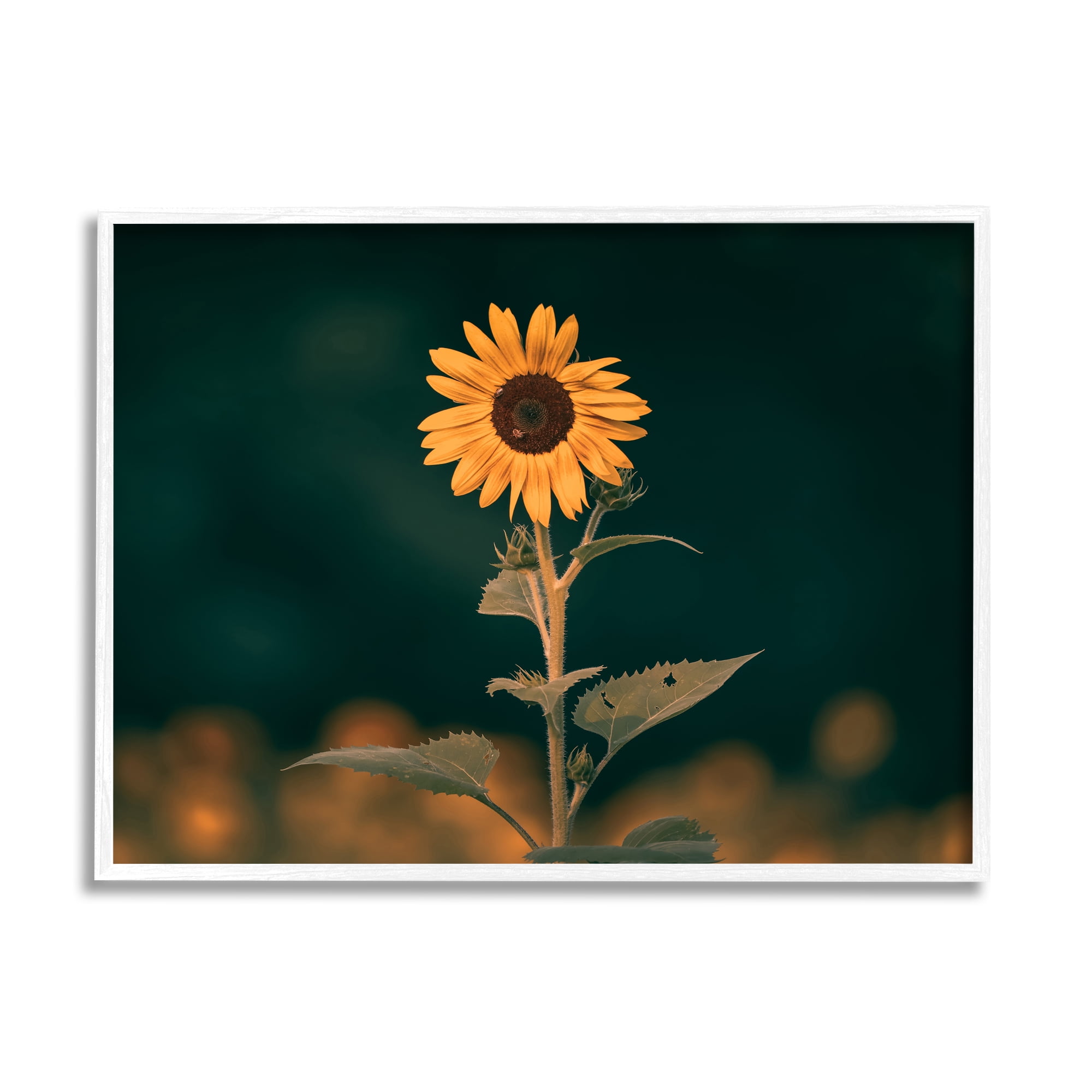 Stupell Industries Dark Sunflower Nature Botanical & Floral Photography White Framed Art Print Wall Art, 14 x 11