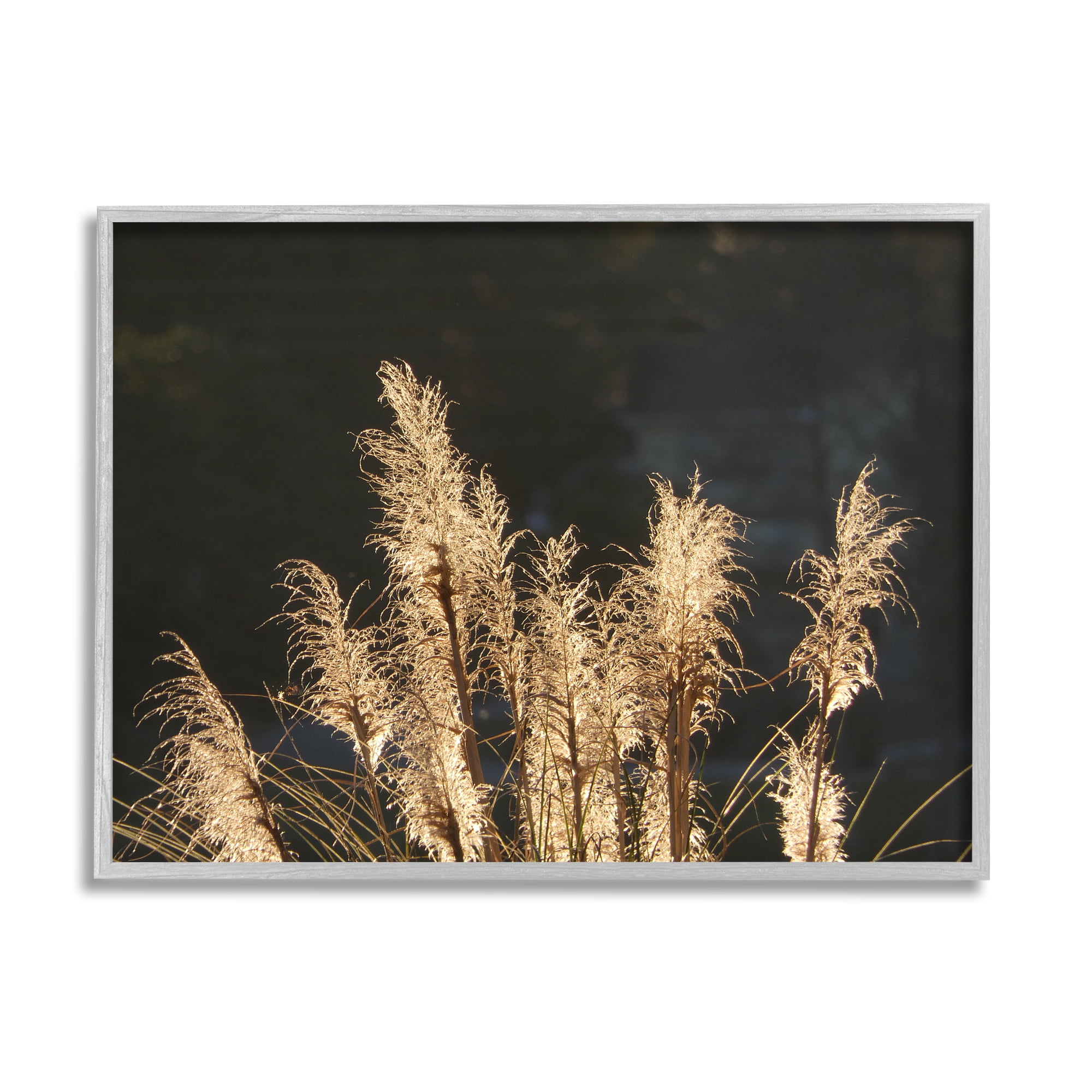 Stupell Industries Dark Wheat Photography Botanical & Floral Photography Gray Framed Art Print Wall Art, 20 x 16