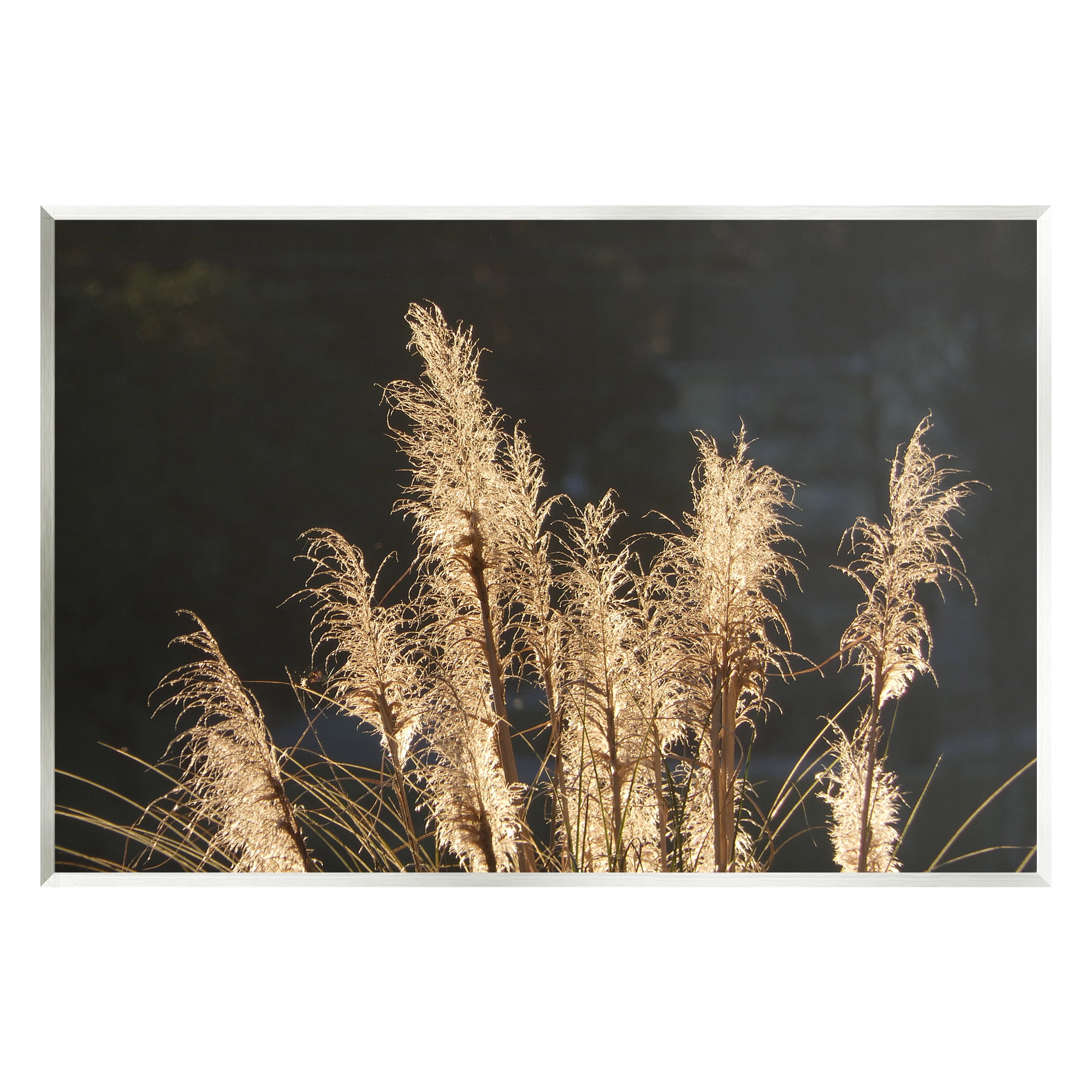 Stupell Industries Dark Wheat Photography Botanical & Floral Photography Unframed Art Print Wall Art, 19 x 13