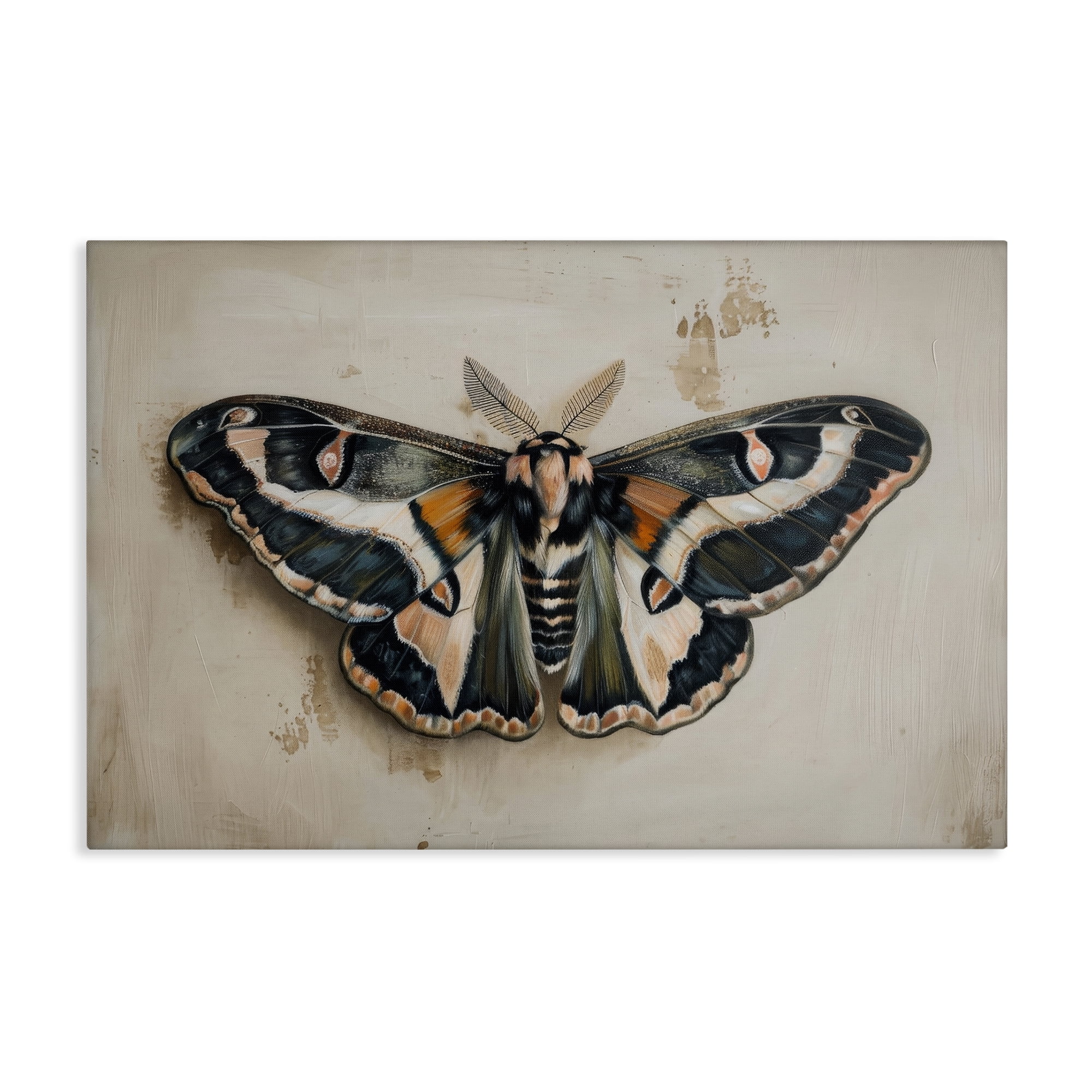 Stupell Industries Dark Winged Moth Animals Painting Wrapped Canvas Art Print Wall Art, 36 x 24
