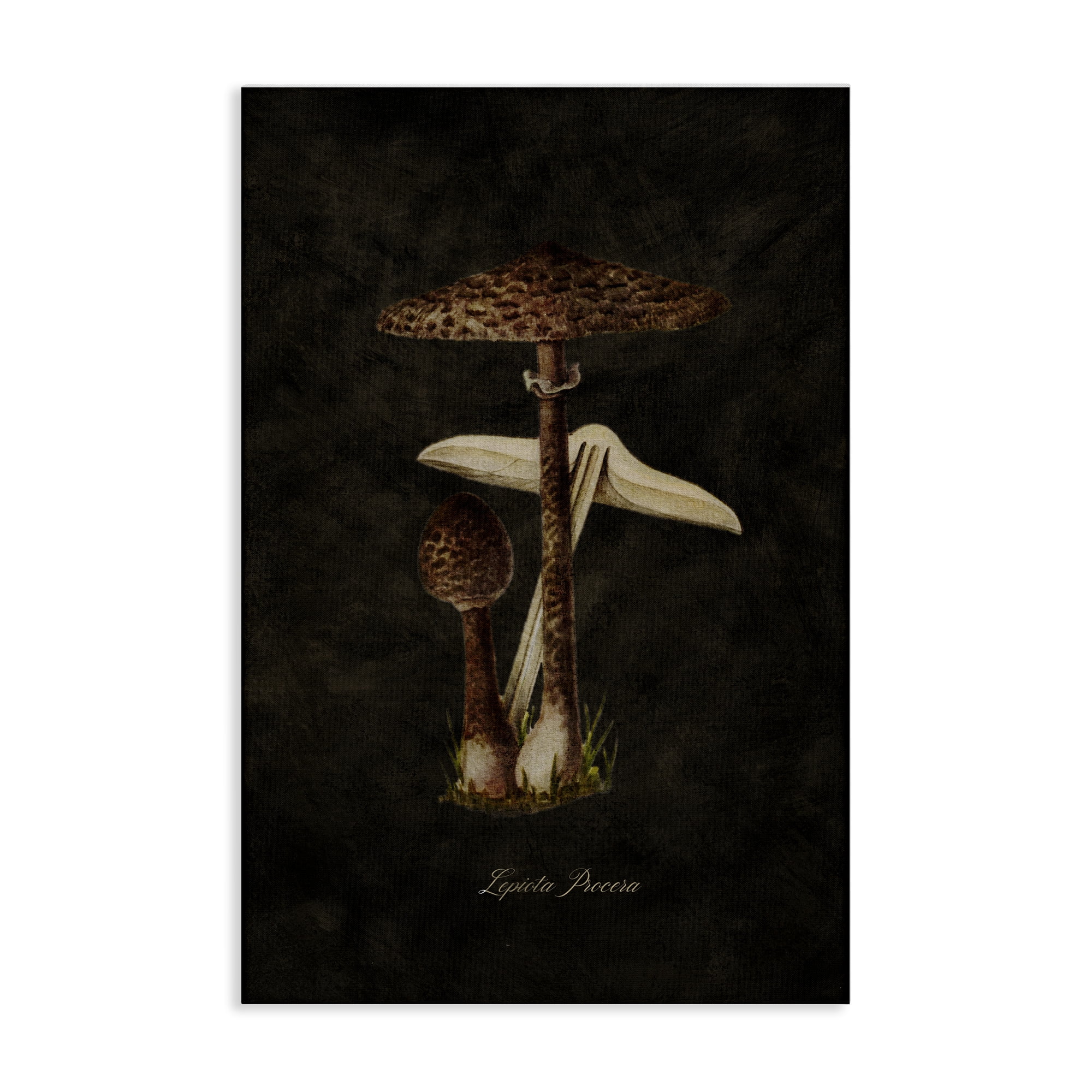 Stupell Industries Dark Woodland Mushroom Plants & Flowers Painting Wrapped Canvas Art Print Wall Art, 24 x 36