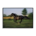 thumbnail image 1 of Stupell Industries Rustic Lodge Dashing Camargue Racehorse Black Framed Giclee Art, 18 x 12, by Scott Stulberg, 1 of 8