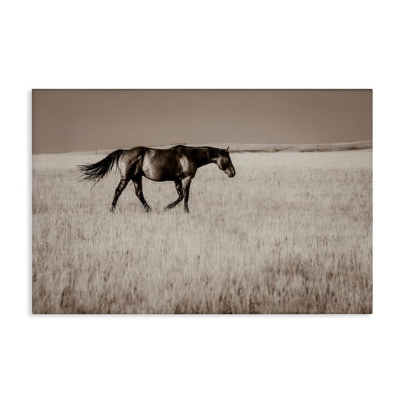 Stupell Industries Dashing Montana Stallion Canvas Wall Art, design by Christy Berry