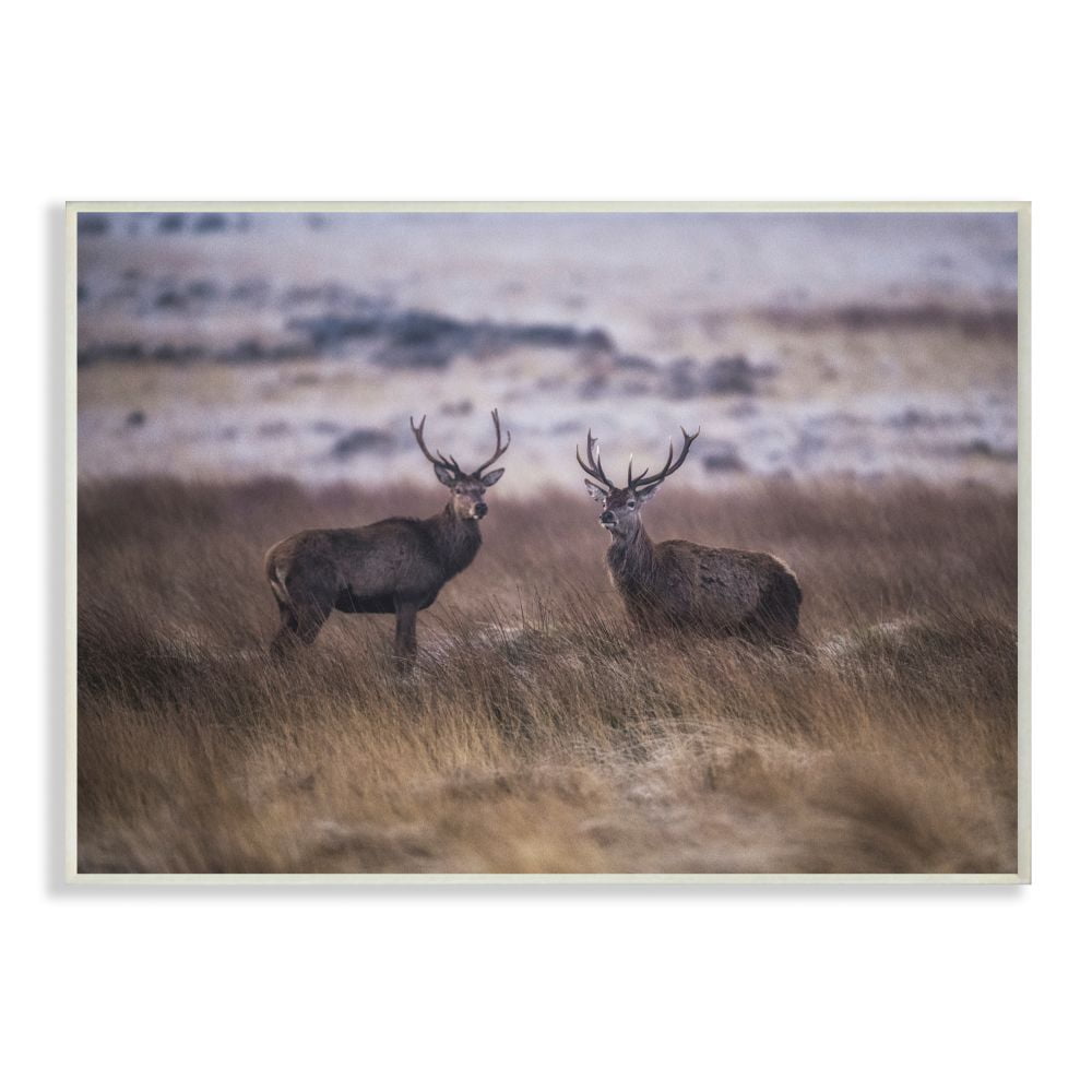 Stupell Industries Deer Couple Family Animal Landscape Photo Wall Plaque Art by Villager Jim