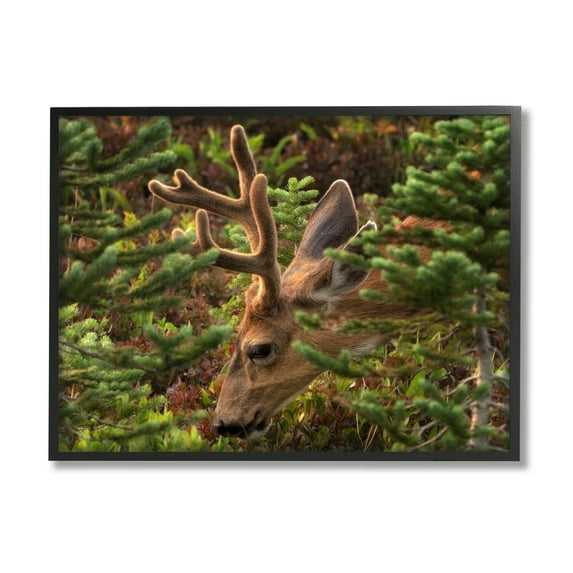 Stupell Industries Deer Forest Nature Vegetation Animals & Insects Photography Black Framed Art Print Wall Art