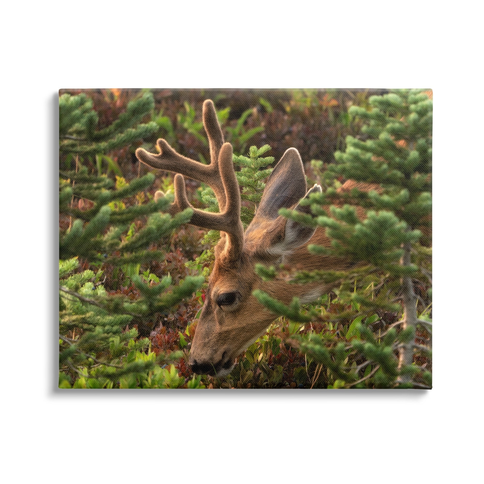 Stupell Industries Deer Forest Nature Vegetation Animals & Insects Photography Gallery Wrapped Canvas Print Wall Art