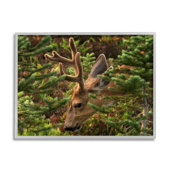 Stupell Industries Deer Forest Nature Vegetation Animals & Insects Photography Gray Framed Art Print Wall Art