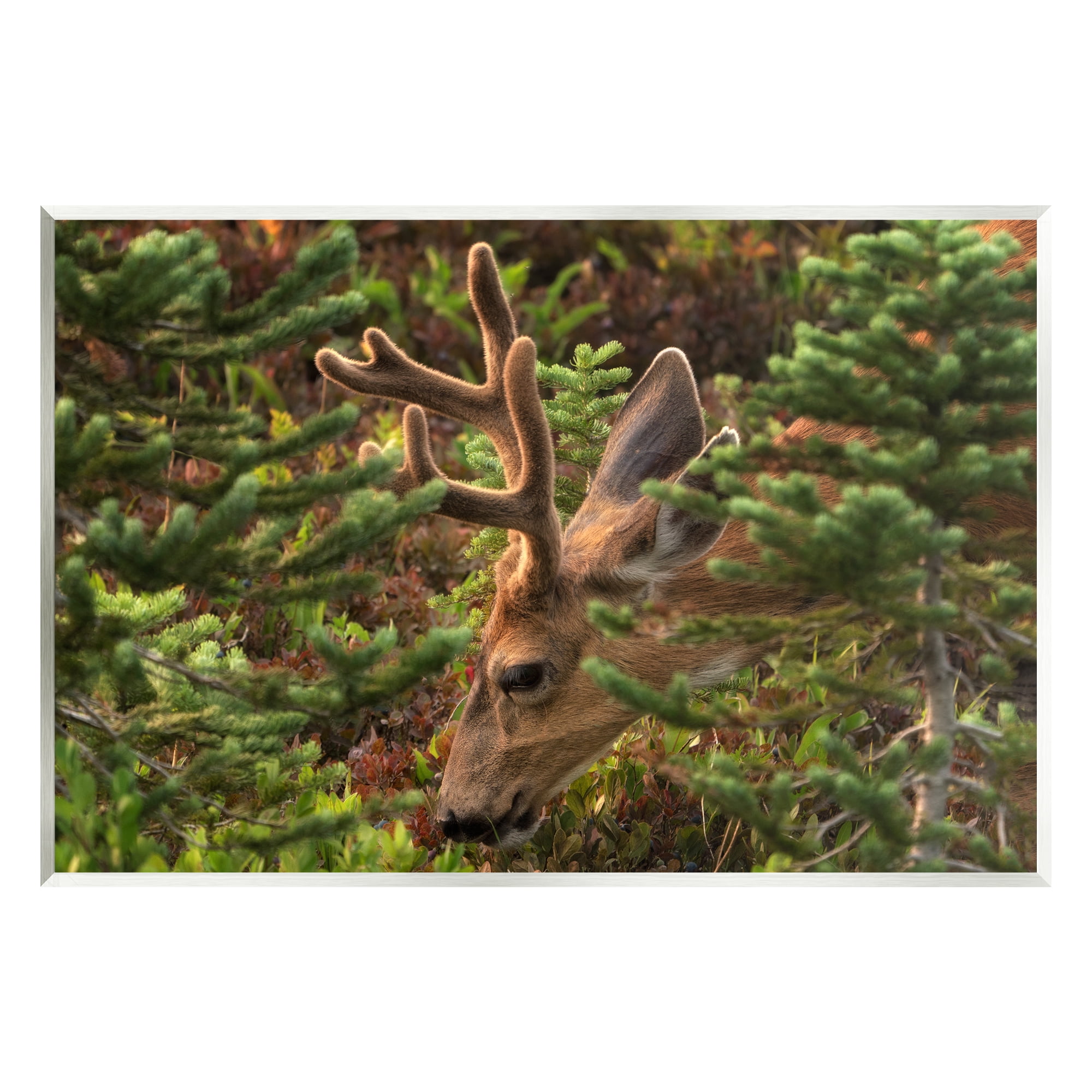 Stupell Industries Deer Forest Nature Vegetation Animals & Insects Photography Unframed Art Print Wall Art
