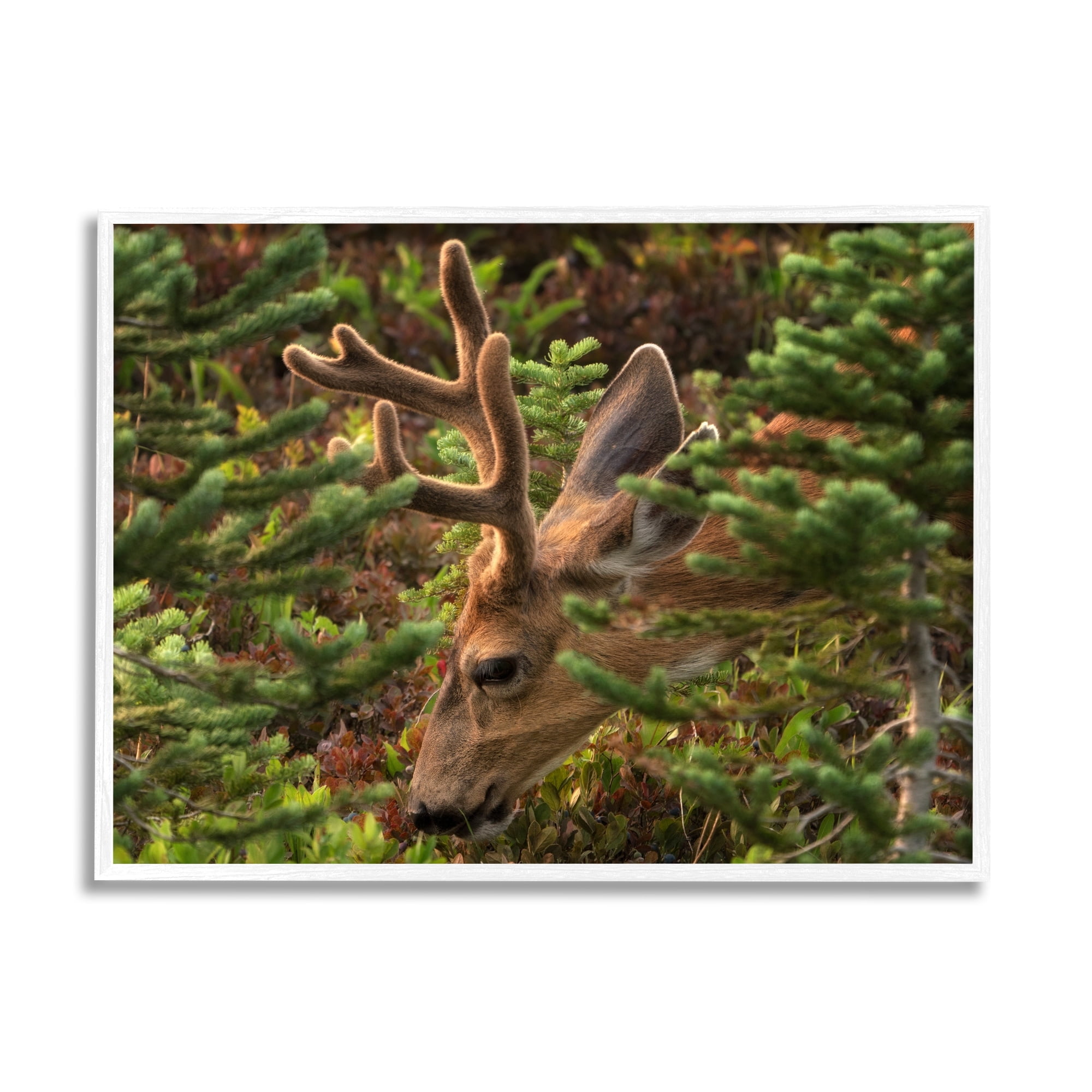 Stupell Industries Deer Forest Nature Vegetation Animals & Insects Photography White Framed Art Print Wall Art