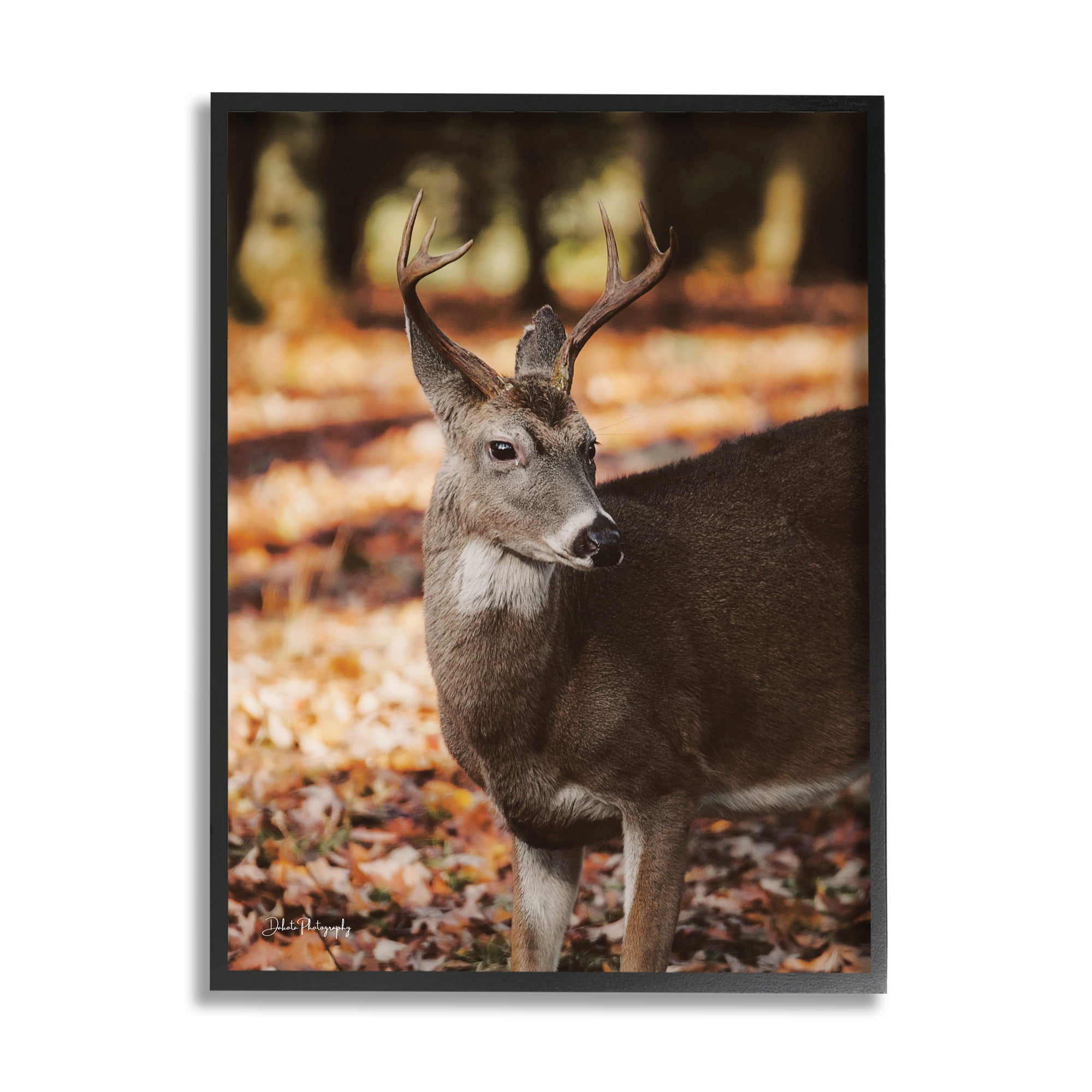 Stupell Industries Deer in Fall Foliage Animals & Insects Photography Black Framed Art Print Wall Art, 24 x 30
