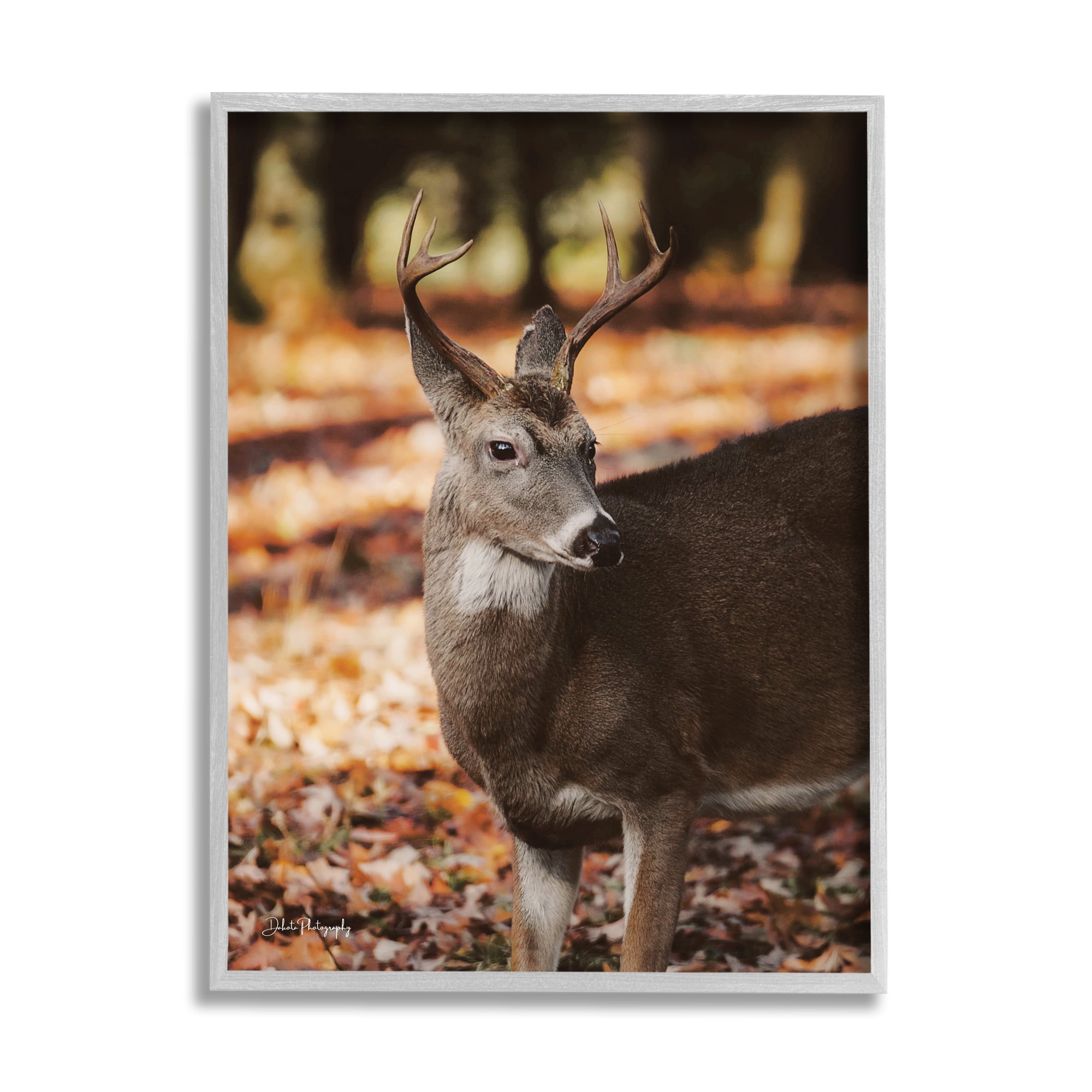 Stupell Industries Deer in Fall Foliage Animals & Insects Photography Gray Framed Art Print Wall Art, 11 x 14