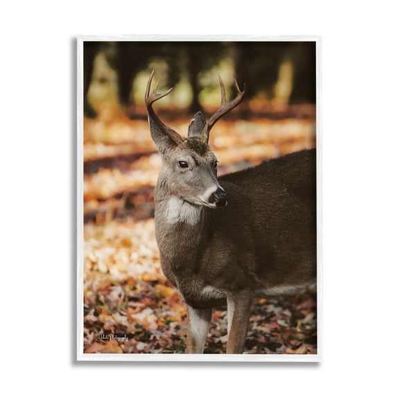 Stupell Industries Deer in Fall Foliage Animals & Insects Photography White Framed Art Print Wall Art, 11 x 14