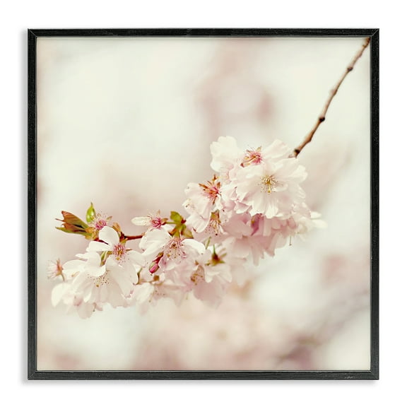 Stupell Industries Delicate Cherry Blossom Plants & Flowers Photography Black Framed Art Print Wall Art, 12 x 12
