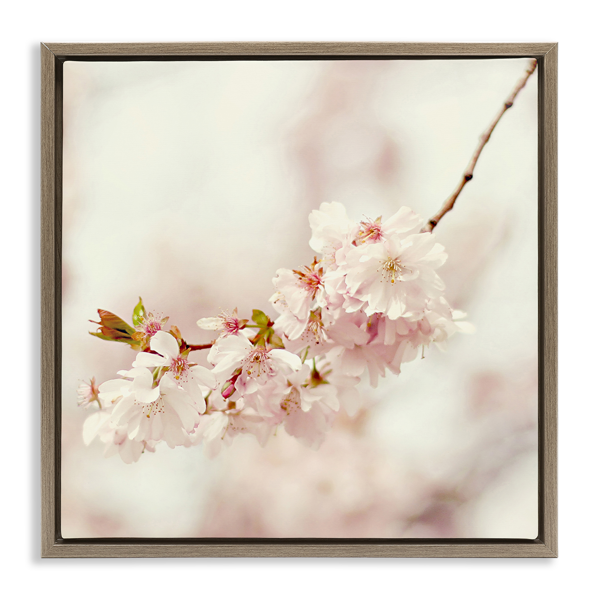 Stupell Industries Delicate Cherry Blossom Plants & Flowers Photography Brown Floater Framed Canvas Art Print Wall Art, 18 x 18