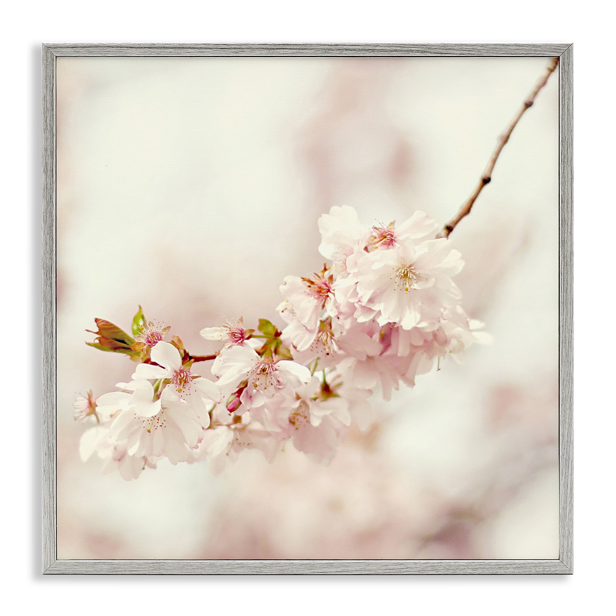 Stupell Industries Delicate Cherry Blossom Plants & Flowers Photography Gray Framed Art Print Wall Art, 12 x 12