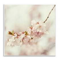 Stupell Industries Delicate Cherry Blossom Plants & Flowers Photography Unframed Art Print Wall Art, 12 x 12