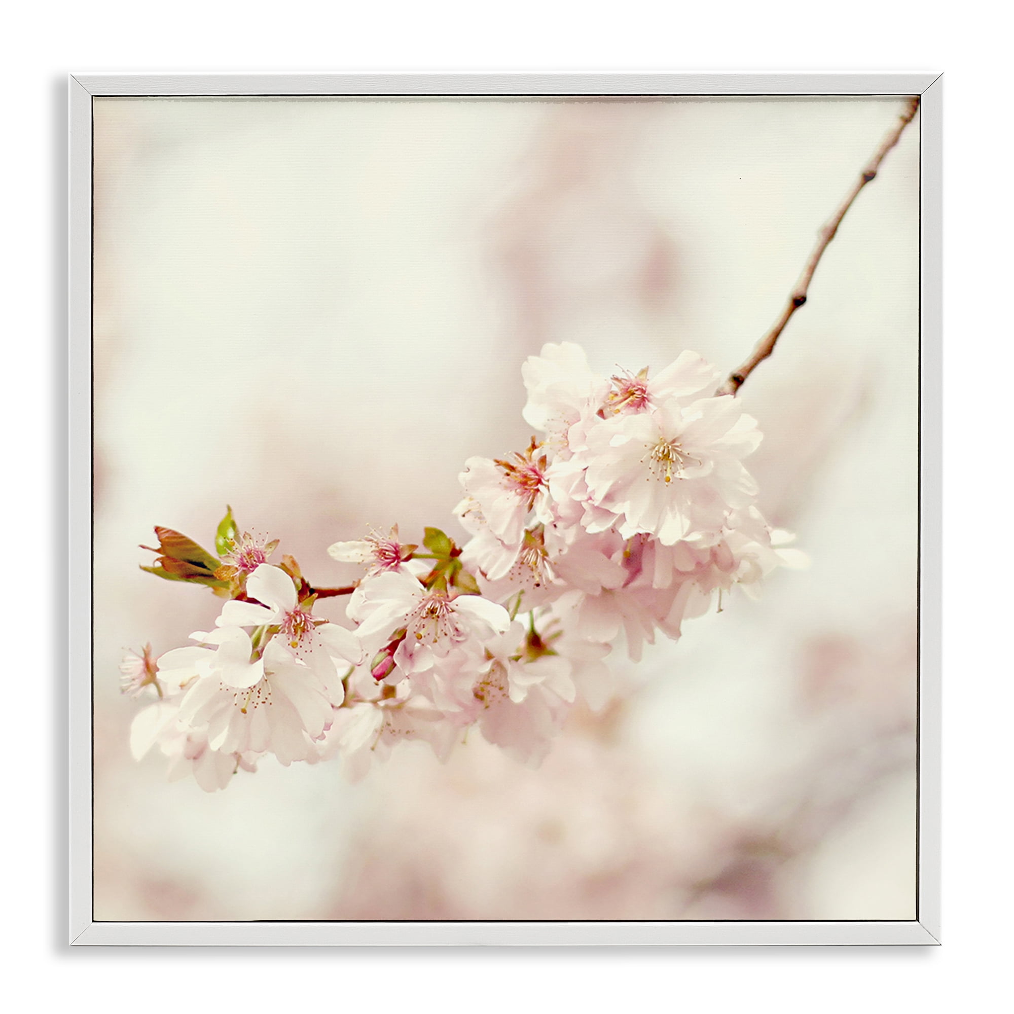 Stupell Industries Delicate Cherry Blossom Plants & Flowers Photography White Framed Art Print Wall Art, 12 x 12