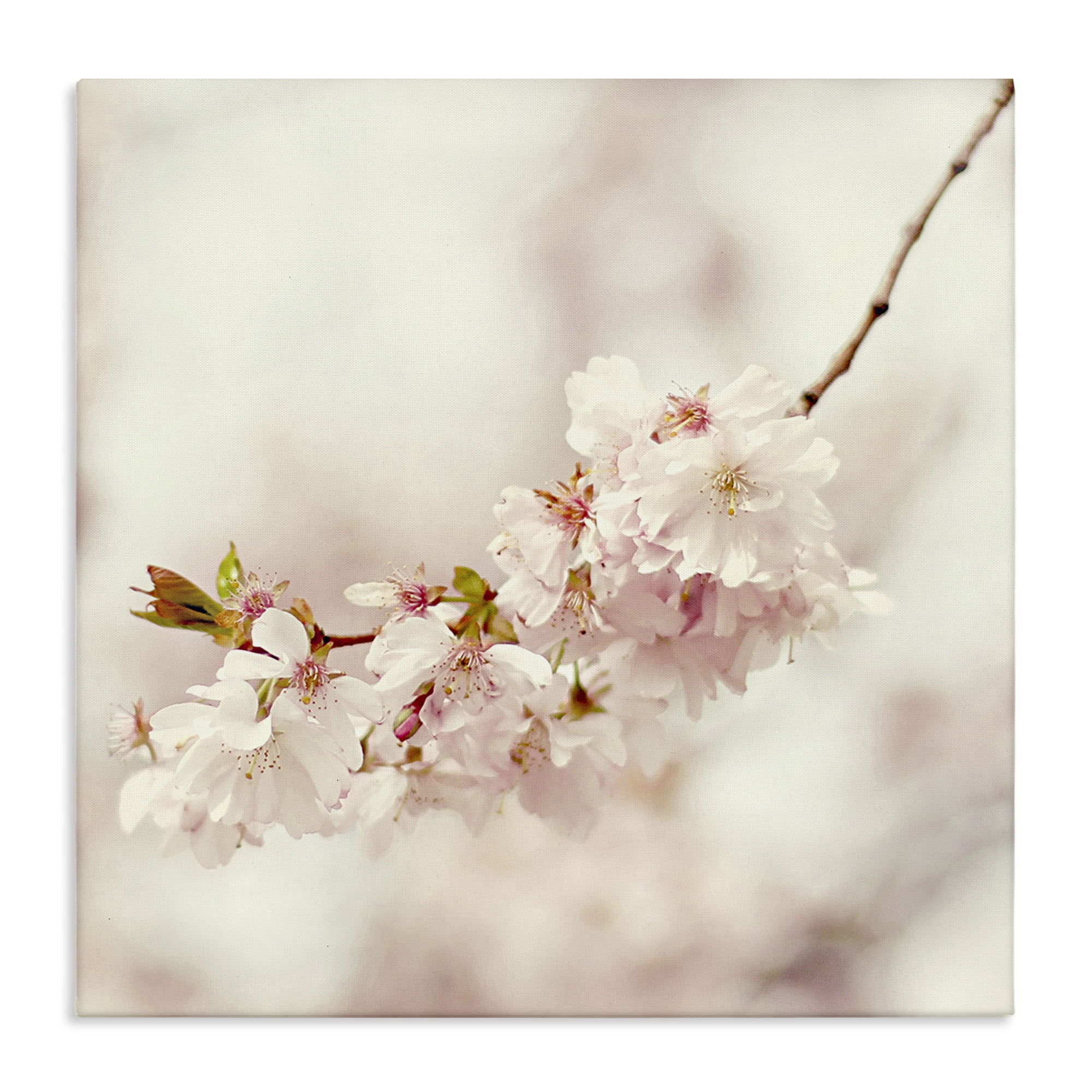 Stupell Industries Delicate Cherry Blossom Plants & Flowers Photography Wrapped Canvas Art Print Wall Art, 36 x 36