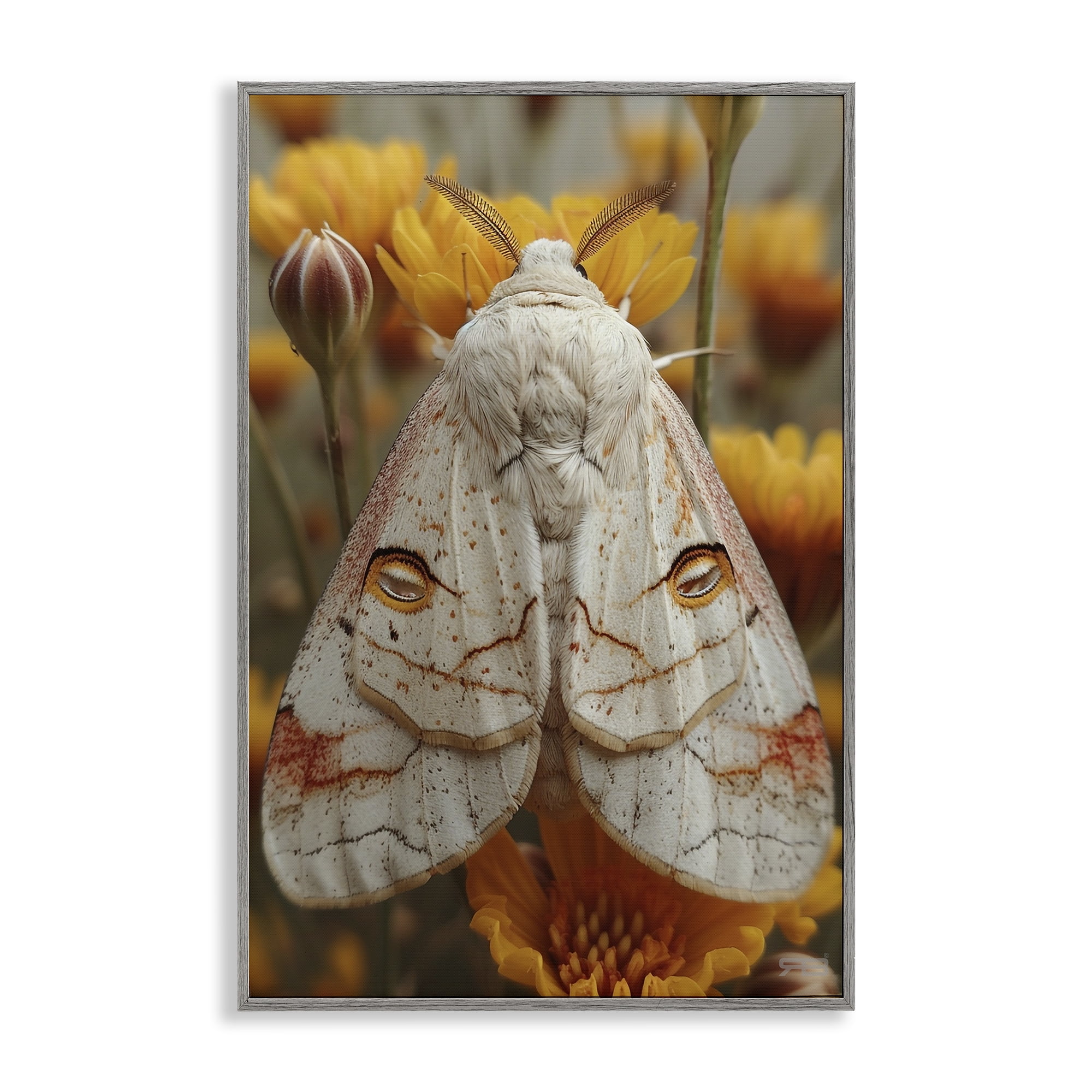 Stupell Industries Delicate Luna Moth Animals & Insects Painting Gray Framed Art Print Wall Art, 16 x 24