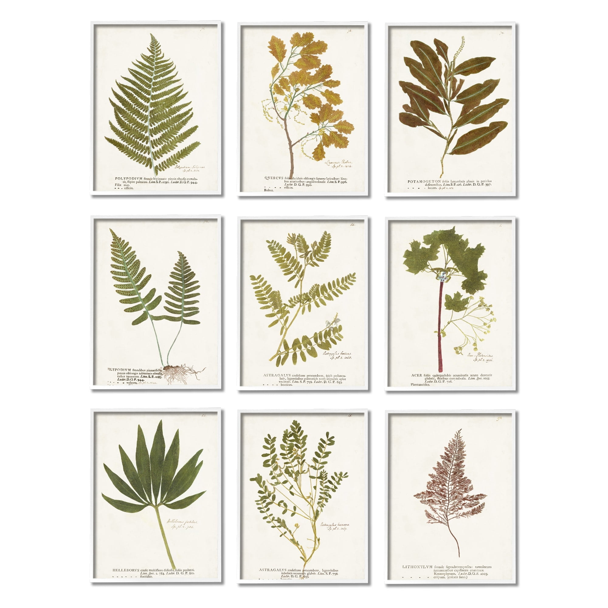 Stupell Industries Delicate Pressed Botanicals Vintage Plant Leaf Study , 11 x 14, Design by World Art Group