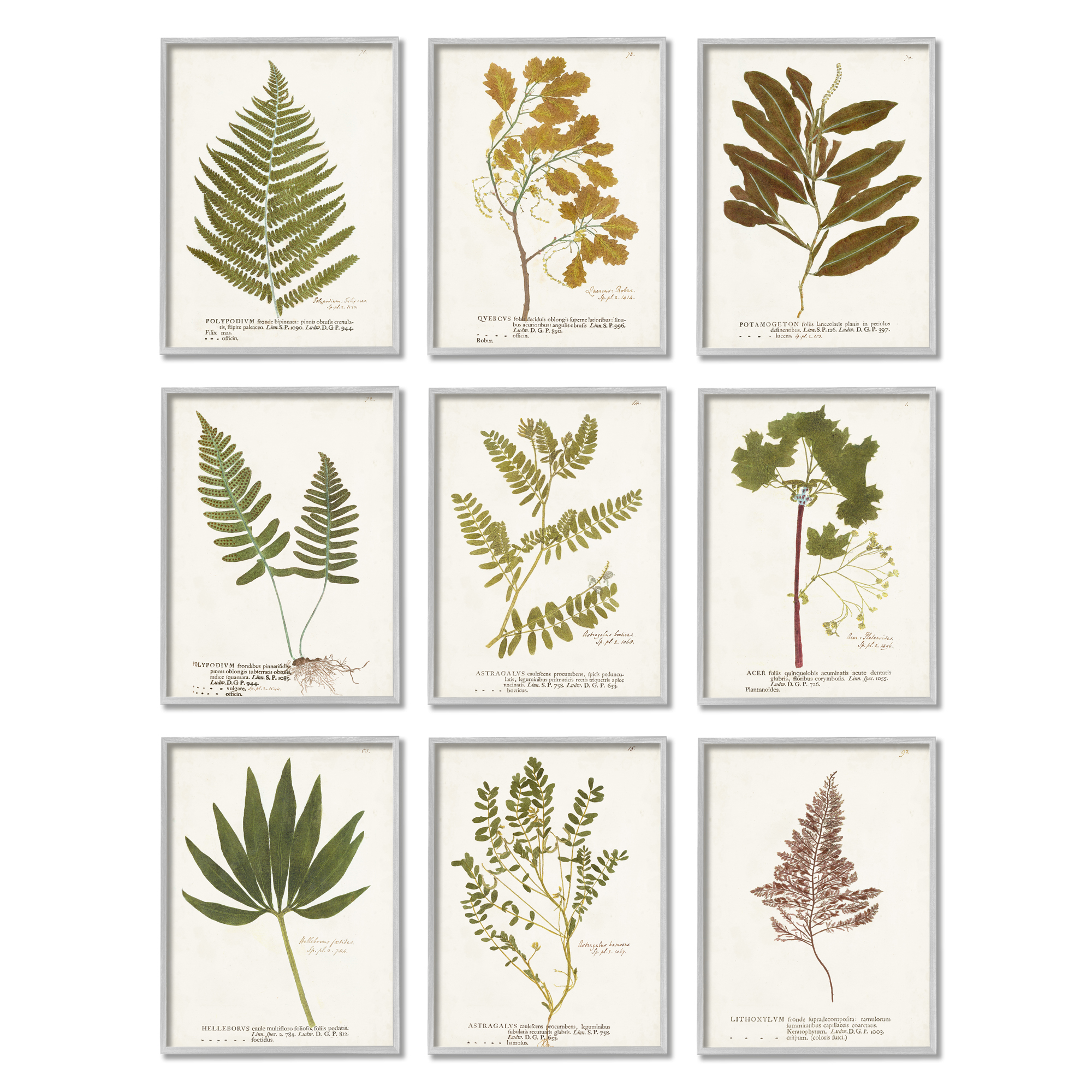 Stupell Industries Delicate Pressed Botanicals Vintage Plant Leaf Study , 11 x 14, Design by World Art Group