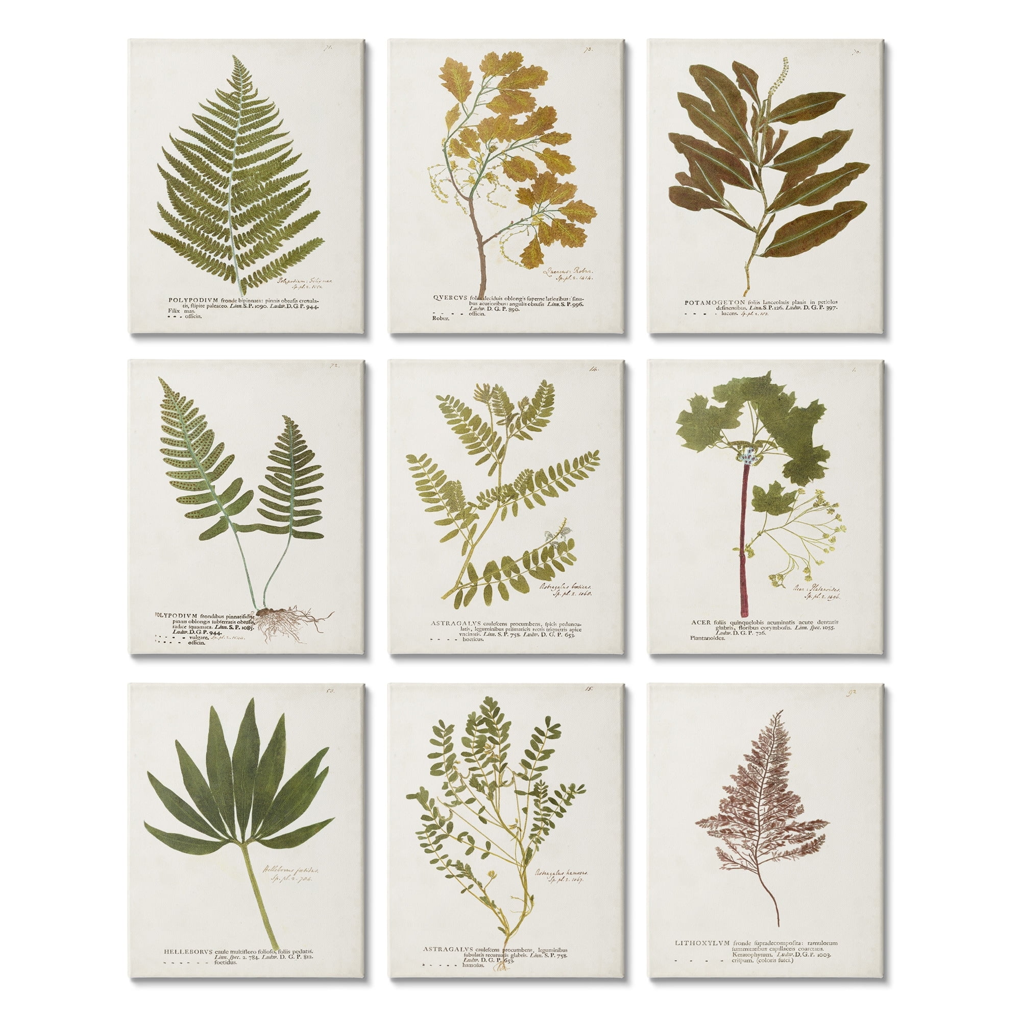 Stupell Industries Delicate Pressed Botanicals Vintage Plant Leaf Study Drawings Gallery-Wrapped Canvas Print Wall Art Set of 9, 11x14, by World Art Group