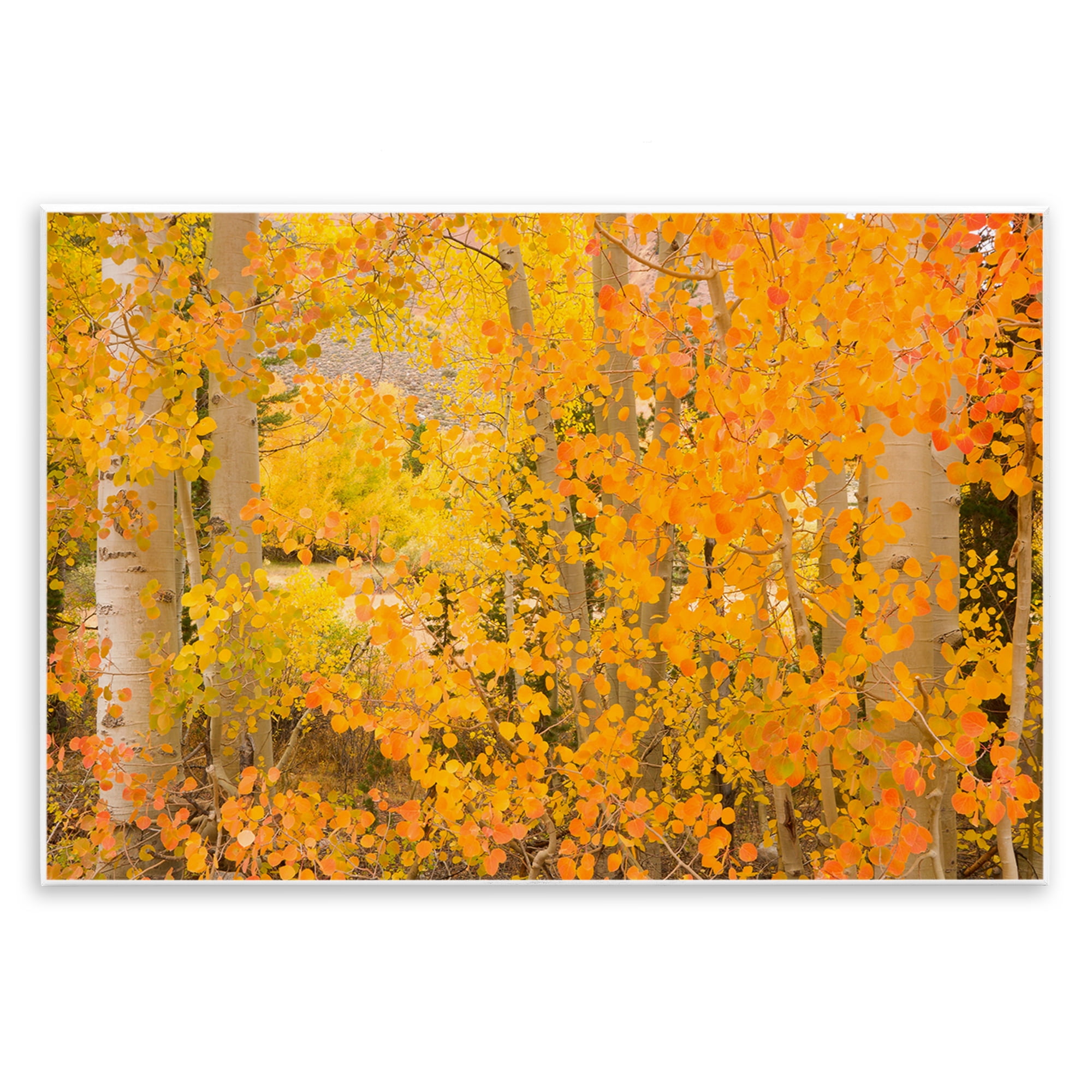Stupell Industries Dense Birch Foliage Plants & Flowers Photography Unframed Art Print Wall Art, 19 x 13