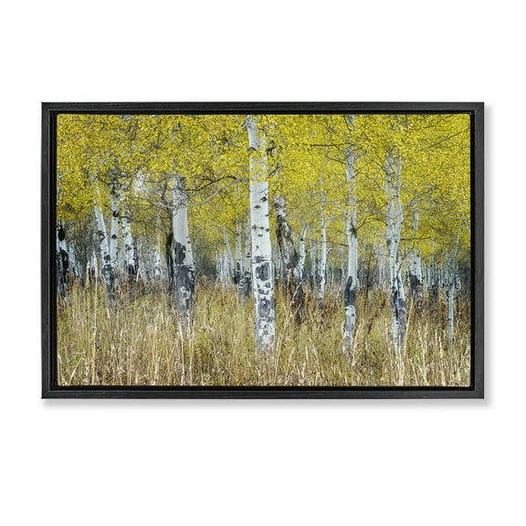 Stupell Industries Dense Birch Trees Landscape & Nature Photography Black Floater Framed Canvas Art Print Wall Art, 25 x 17