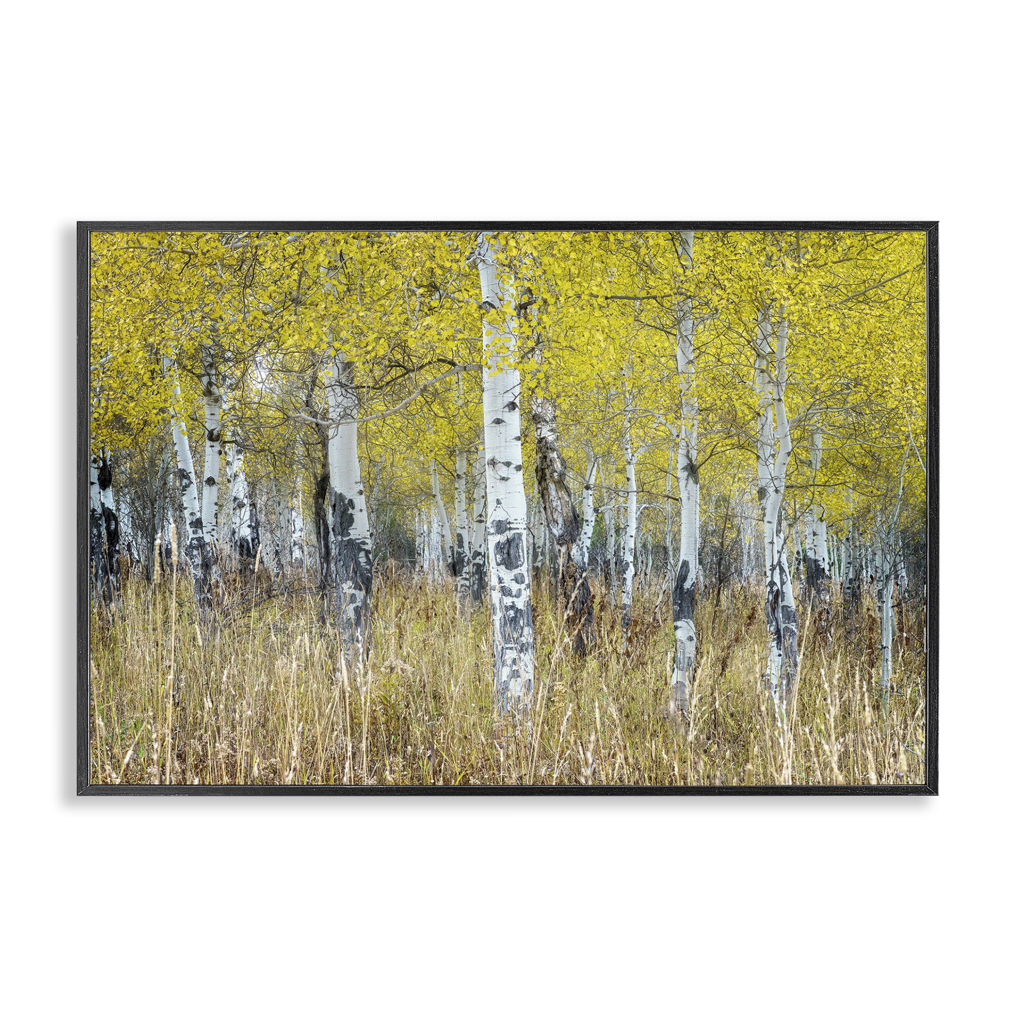 Stupell Industries Dense Birch Trees Landscape & Nature Photography Black Framed Art Print Wall Art, 24 x 16