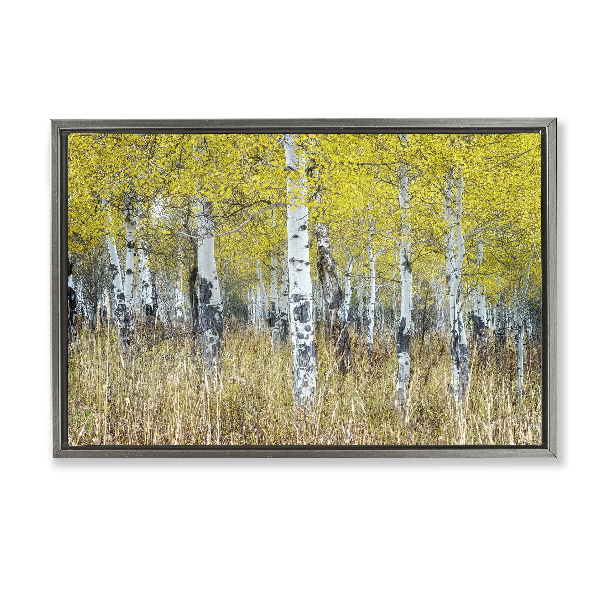 Stupell Industries Dense Birch Trees Landscape & Nature Photography Gray Floater Framed Canvas Art Print Wall Art, 31 x 21