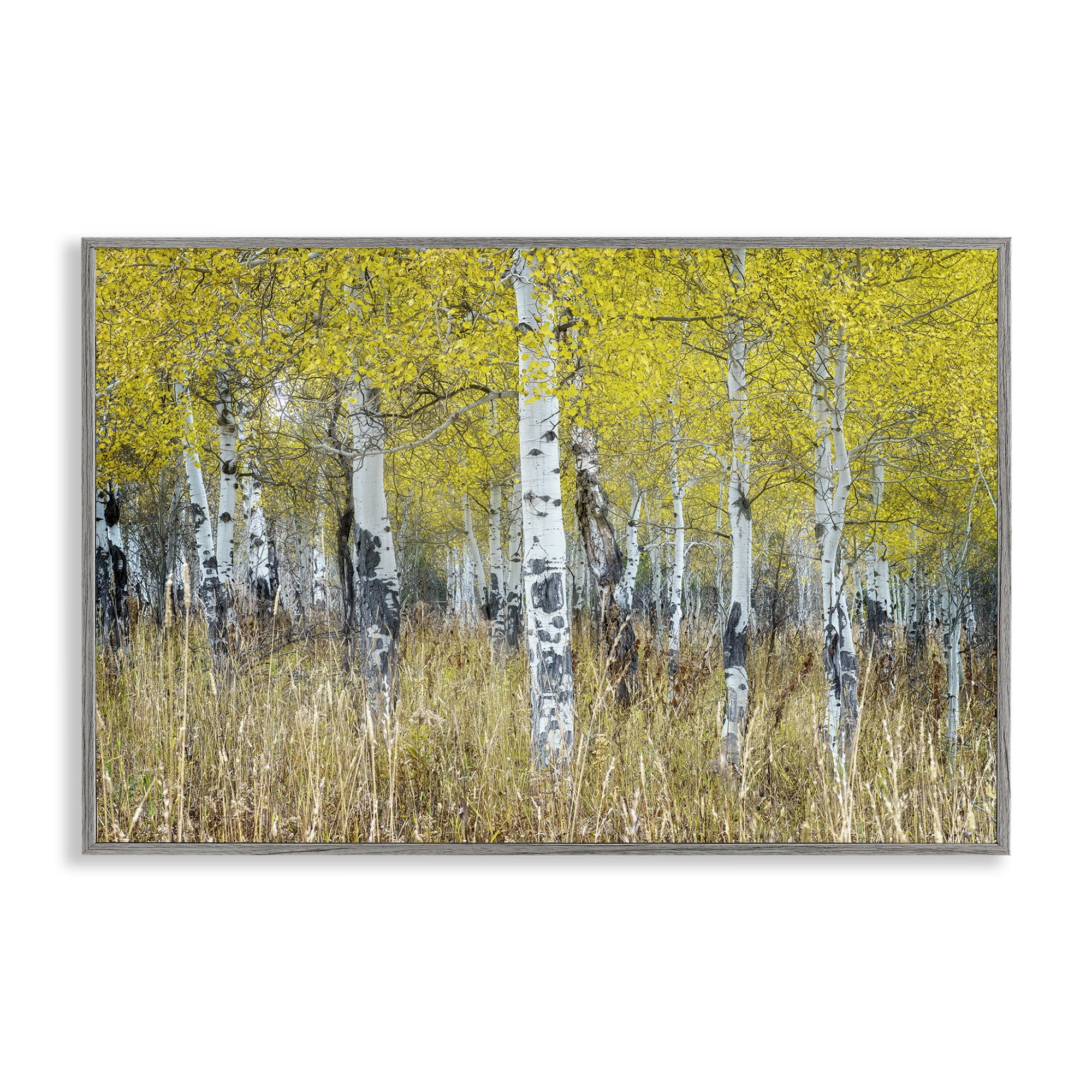 Stupell Industries Dense Birch Trees Landscape & Nature Photography Gray Framed Art Print Wall Art, 30 x 20