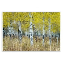 Stupell Industries Dense Birch Trees Landscape & Nature Photography Unframed Art Print Wall Art, 15 x 10