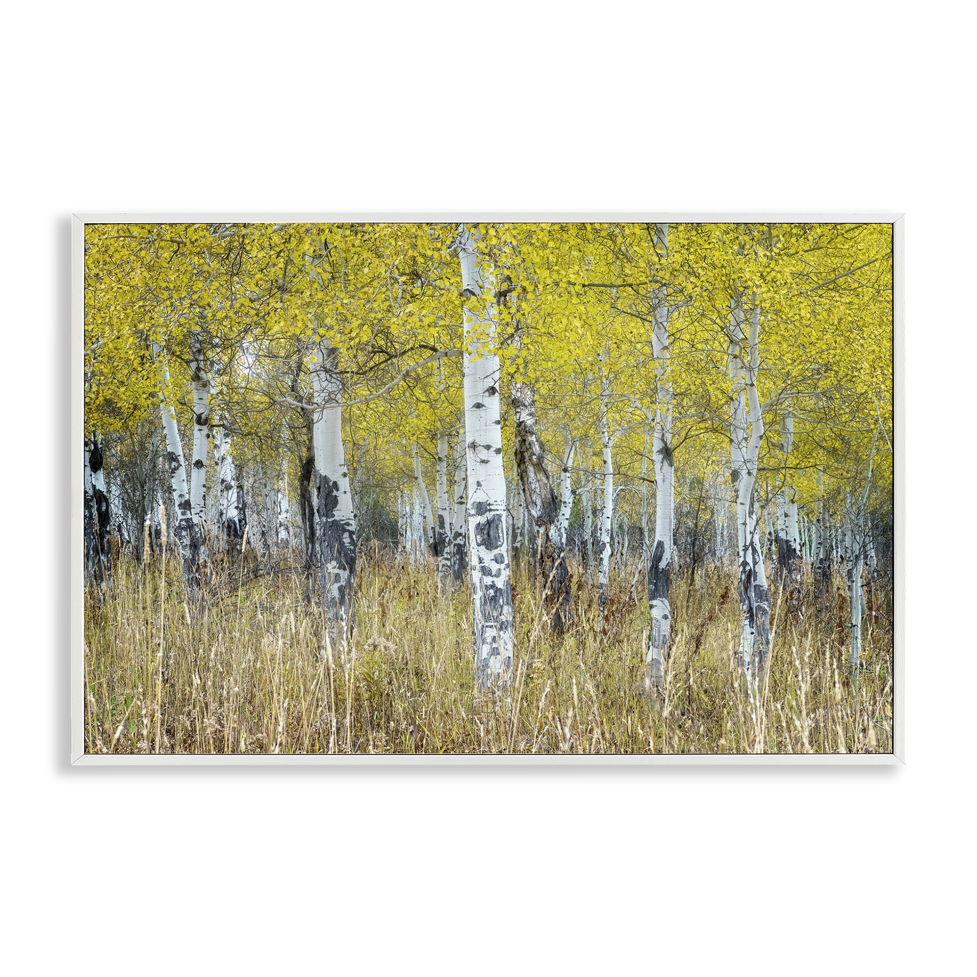Stupell Industries Dense Birch Trees Landscape & Nature Photography White Framed Art Print Wall Art, 18 x 12