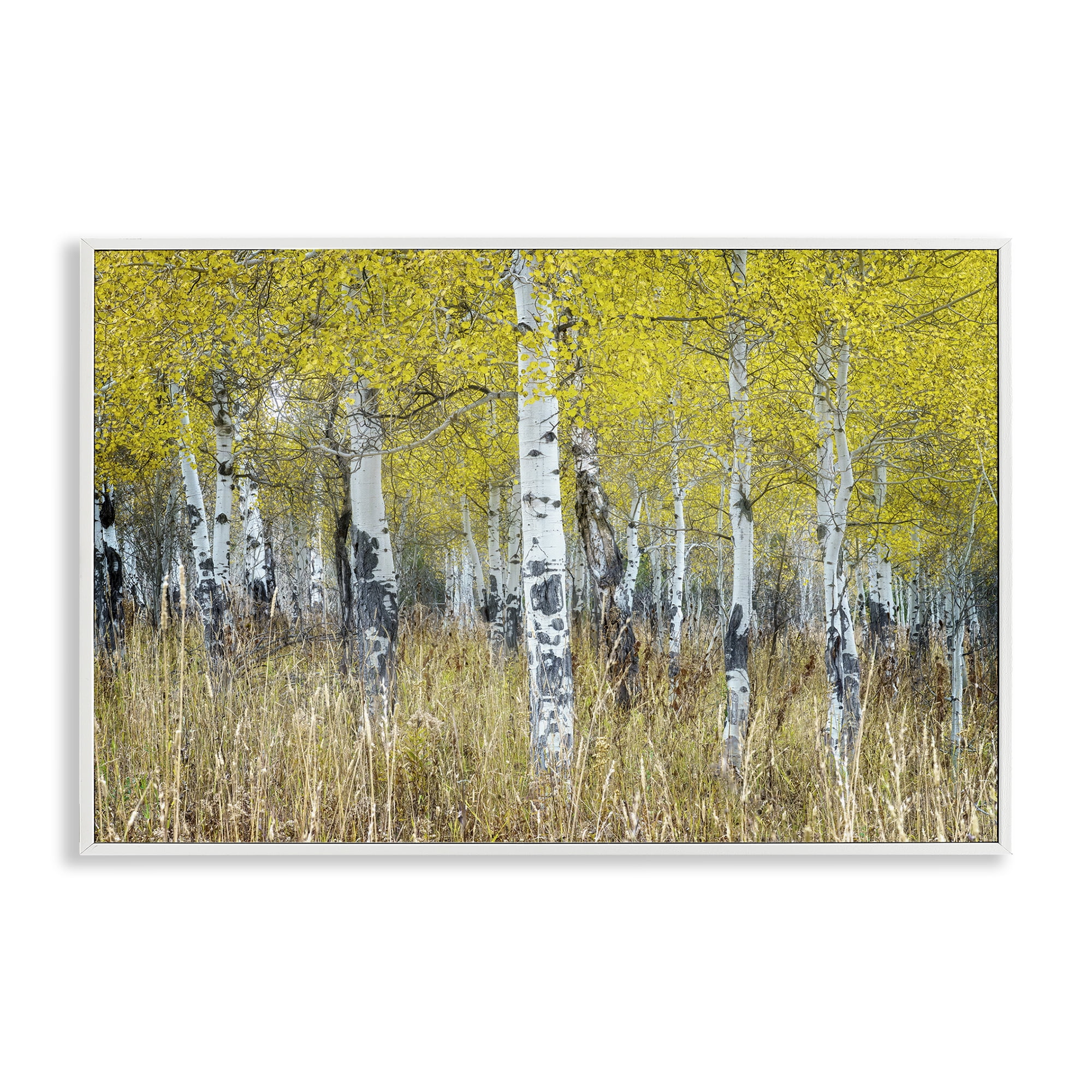Stupell Industries Dense Birch Trees Landscape & Nature Photography White Framed Art Print Wall Art, 30 x 20