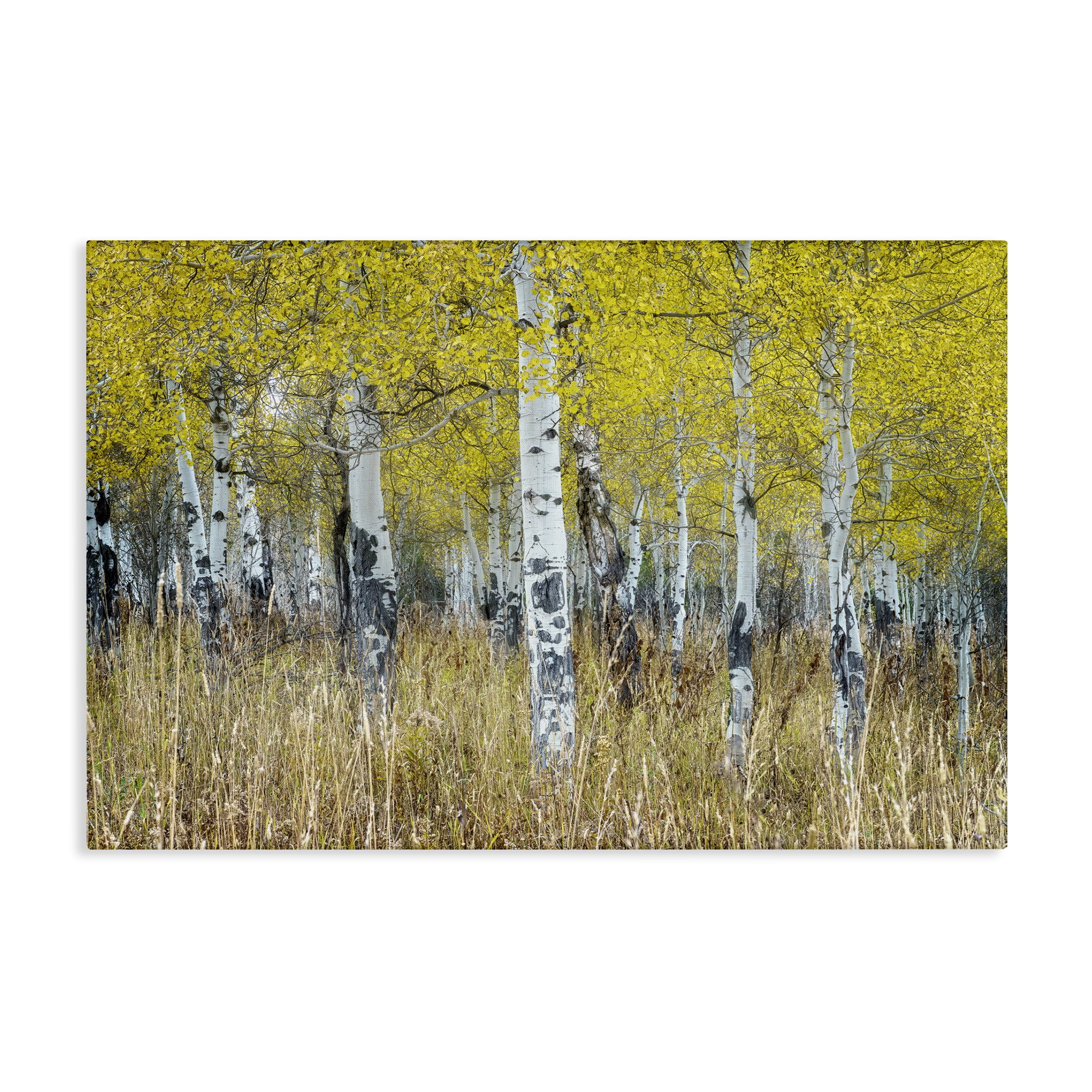 Stupell Industries Dense Birch Trees Landscape & Nature Photography Wrapped Canvas Art Print Wall Art, 30 x 20