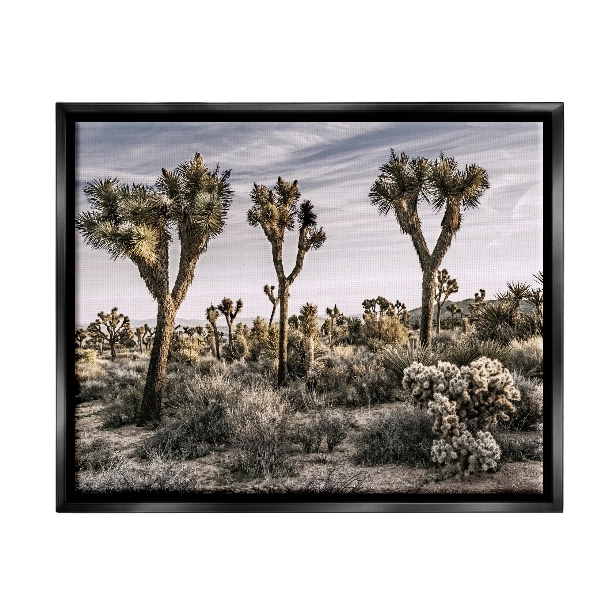 Stupell Industries Desert Cacti Vegetation Landscape Photography Black Floater Framed Canvas Art Print Wall Art, 31 x 25
