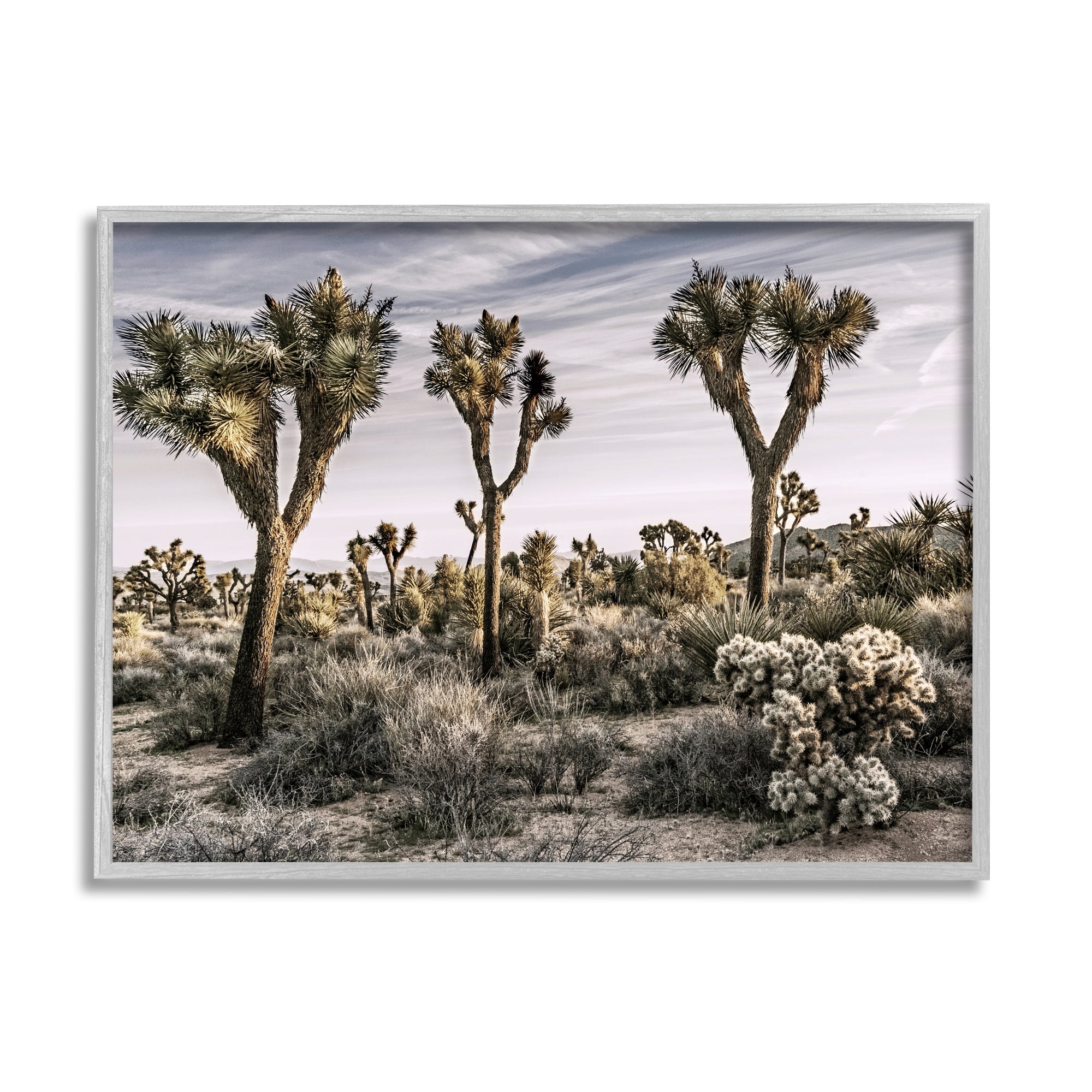 Stupell Industries Desert Cacti Vegetation Landscape Photography Gray Framed Art Print Wall Art, 30 x 24