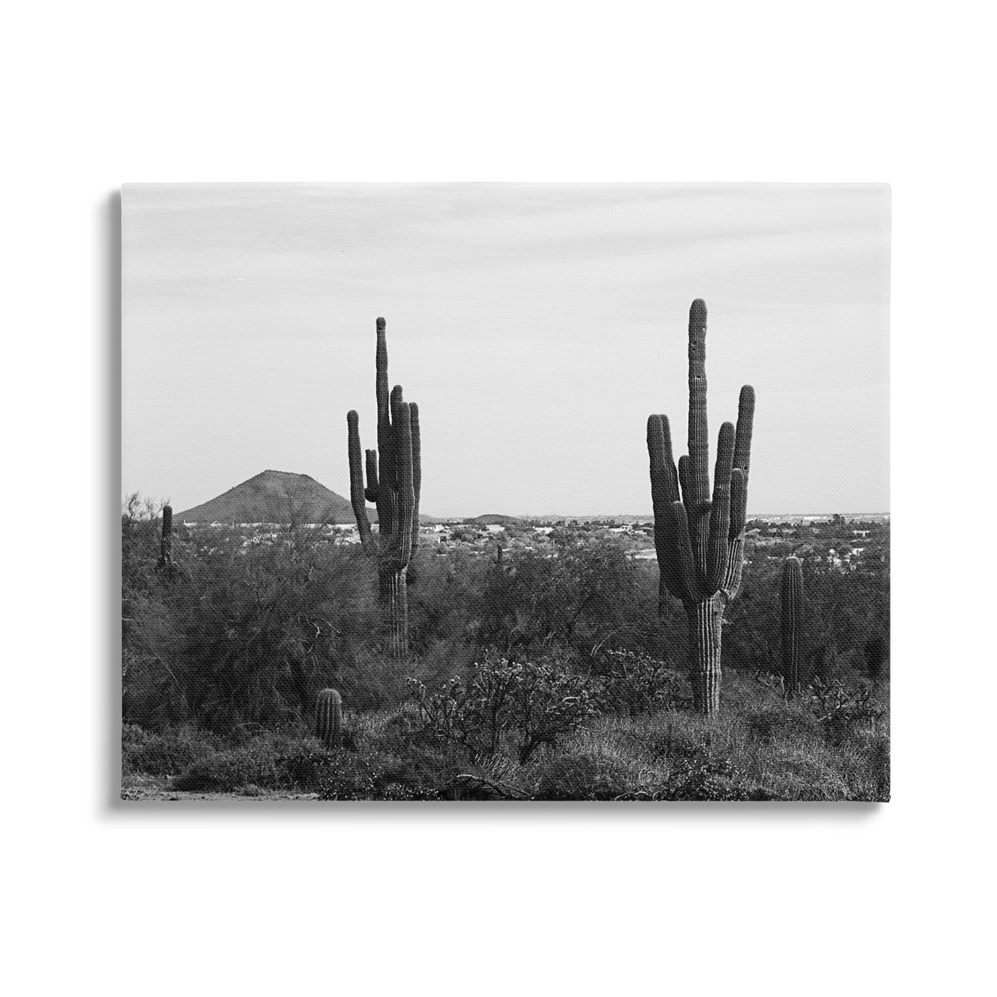 Stupell Industries Desert Cactus Arid Vegetation Monochrome Nature Photography Photograph Gallery Wrapped Canvas Print Wall Art, Design by Graffitee Studios