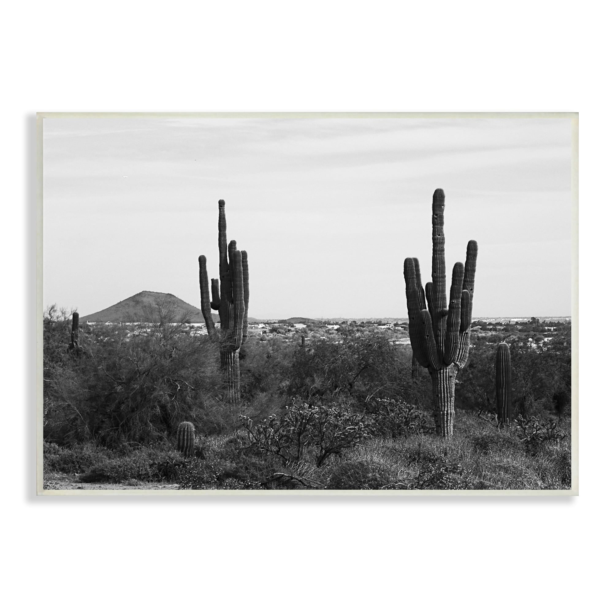 Stupell Industries Desert Cactus Arid Vegetation Monochrome Nature Photography Photograph Unframed Art Print Wall Art, Design by Graffitee Studios