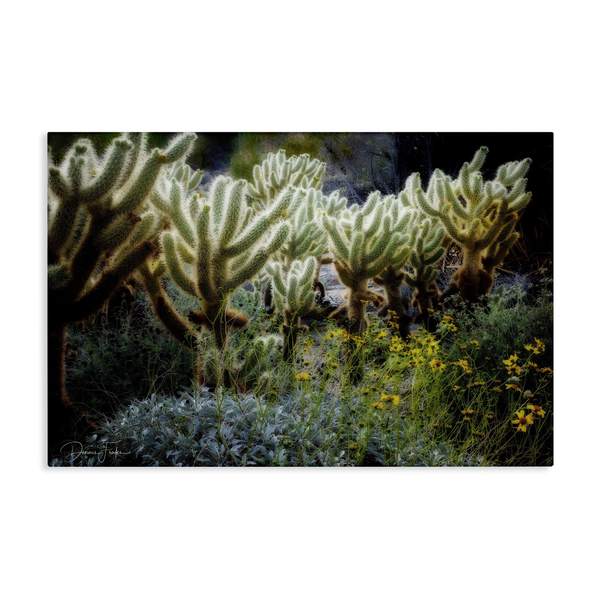 Stupell Industries Desert Cactus Forest Landscape Photography Gallery Wrapped Canvas Art Print Wall Art, 24 x 16